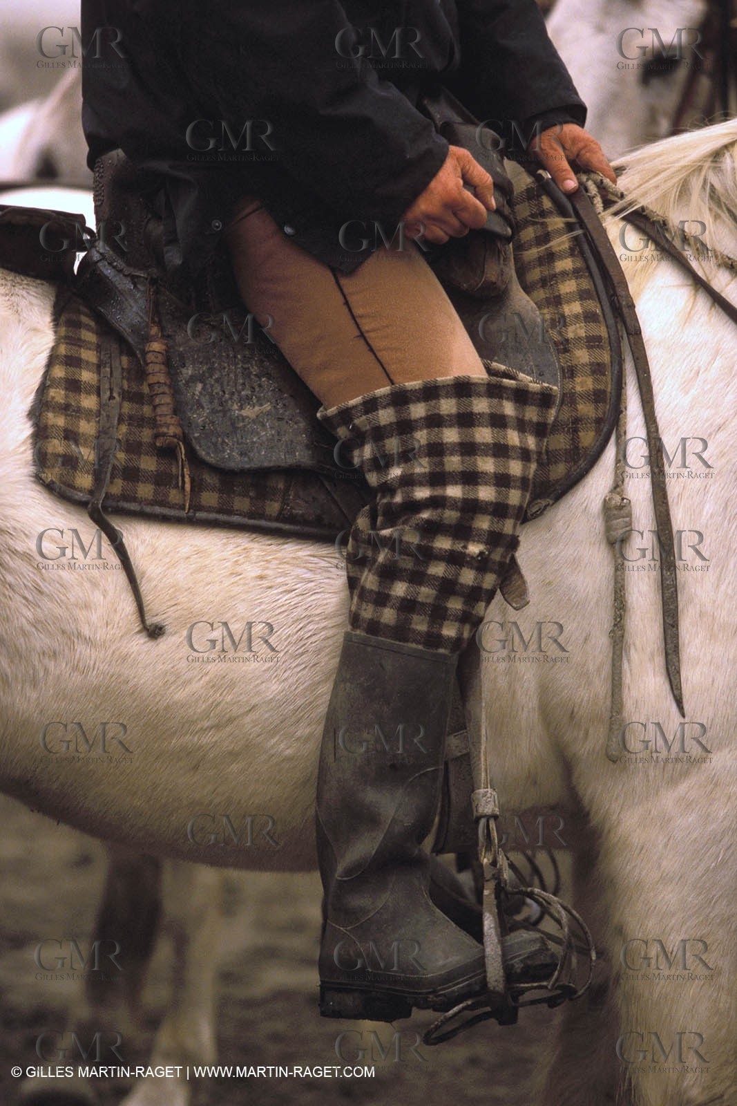Camargue horses and bulls breeding