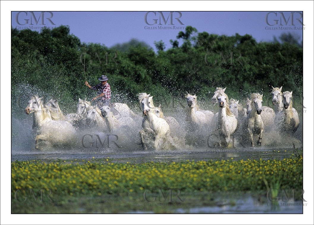 Pond Gallop