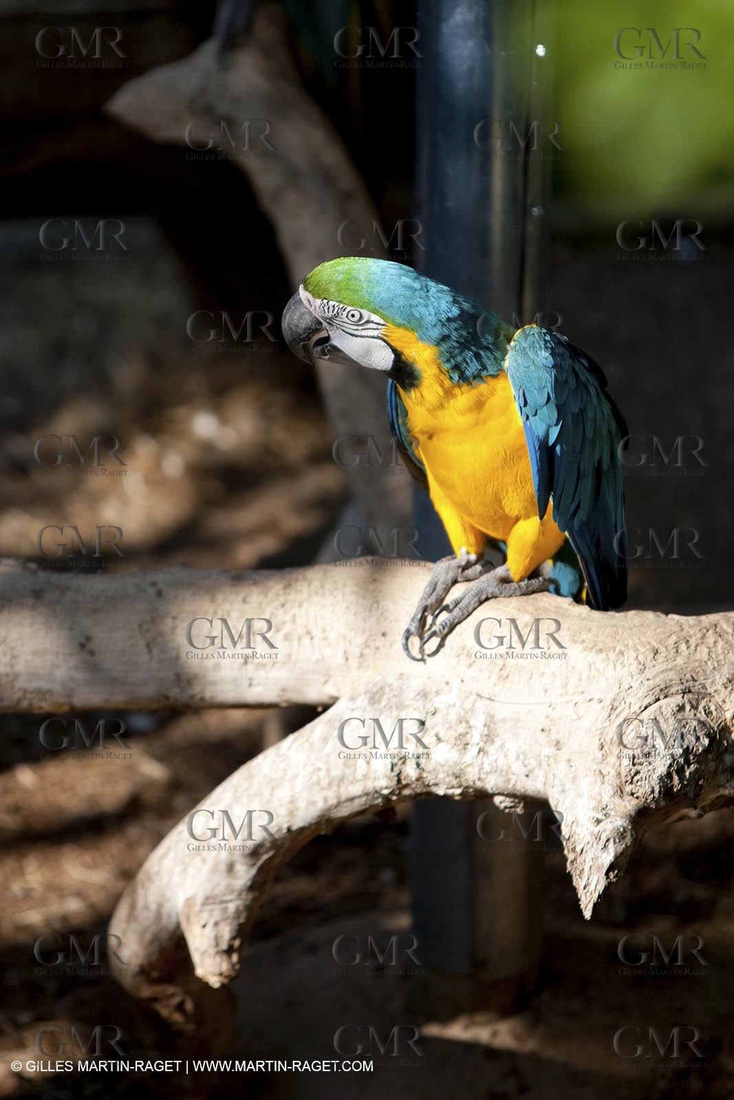 28 07 2009 - Sanary sur mer (FRA,83) - Zoo - Exotic garden