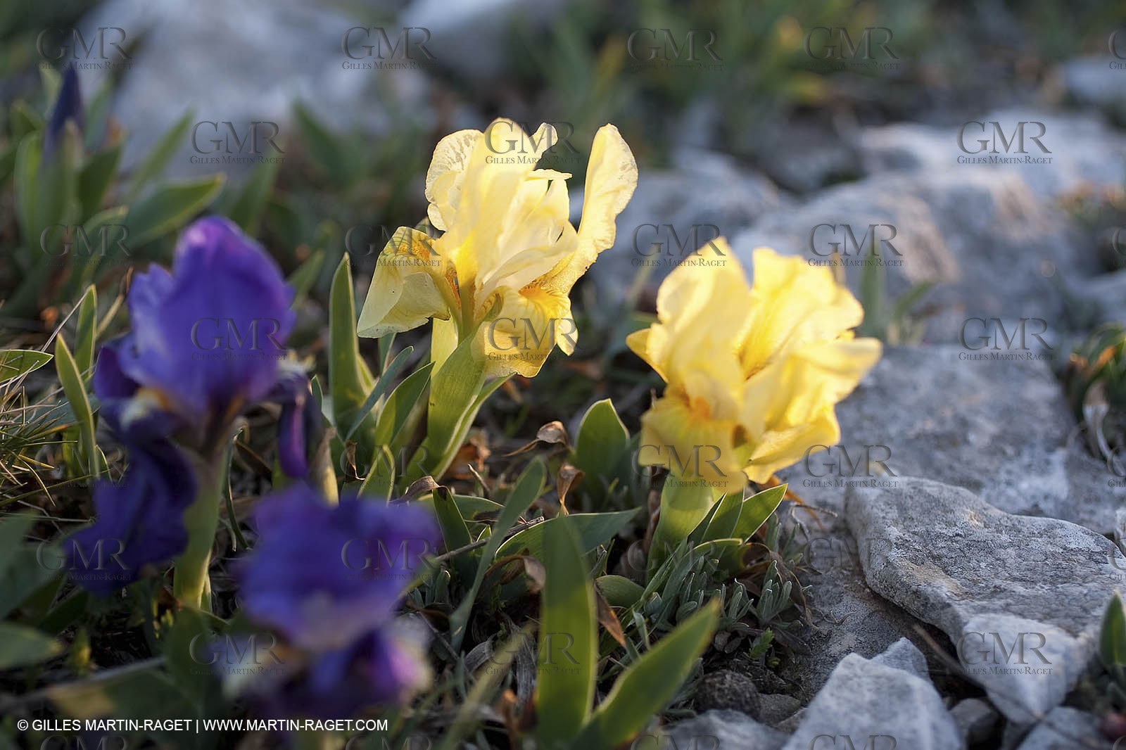 26 03 2009 - Marseille (FRA, 13) - Les Calanques - Plateau de l'Homme Mort