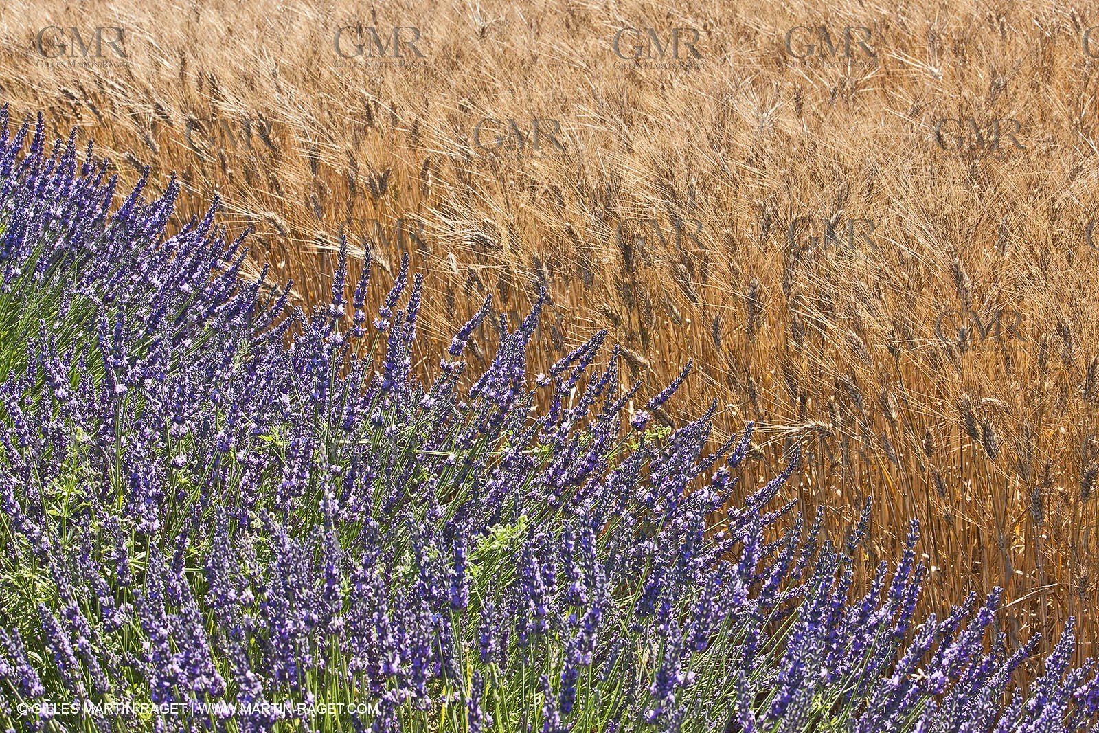 27 06 2011 - Valensole (FRA, 04) - Lavander fields