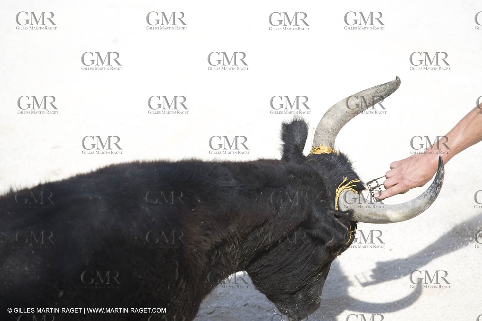 bull games