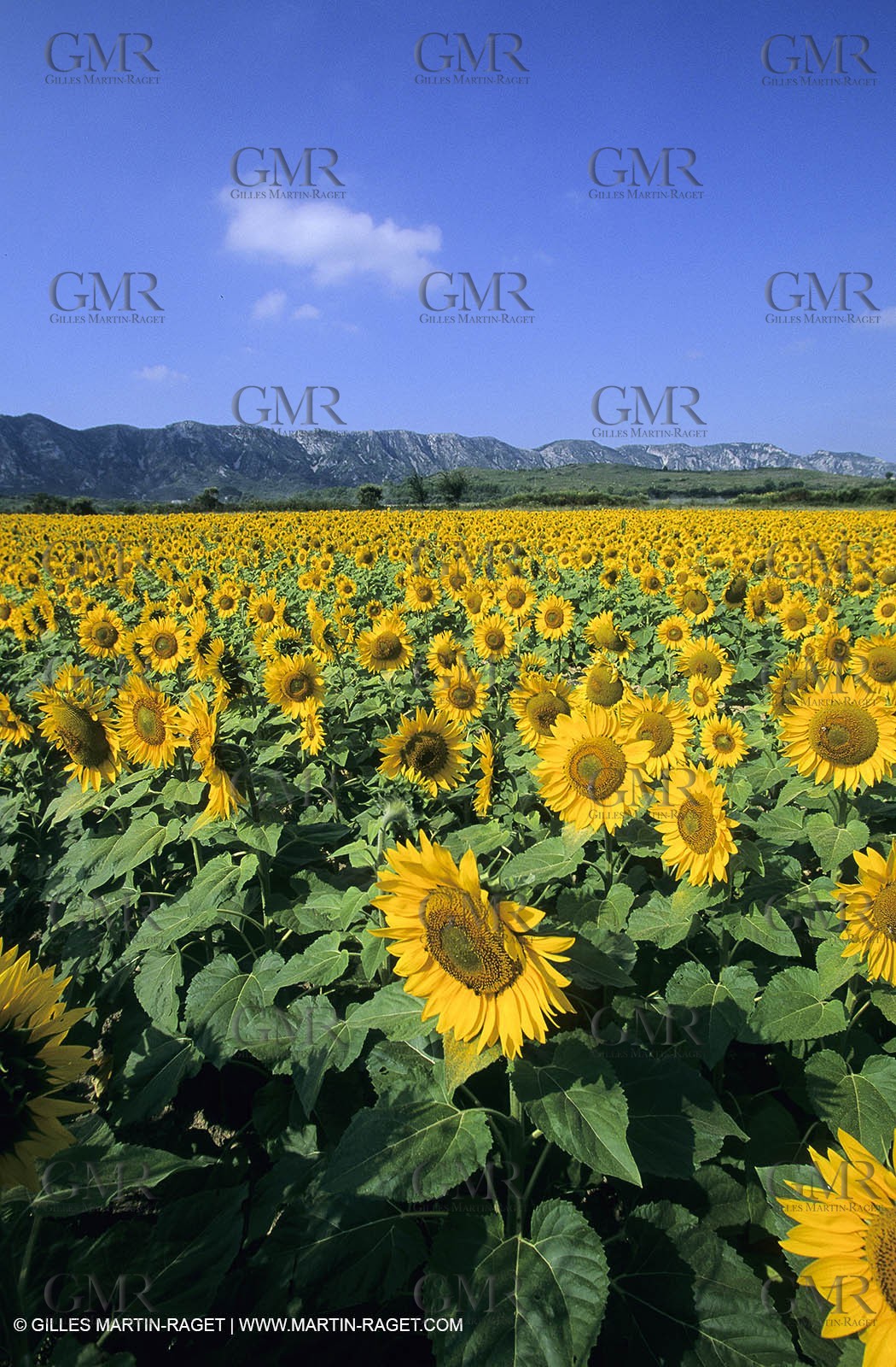 Alpilles (FRA,13) - Sunflower fields