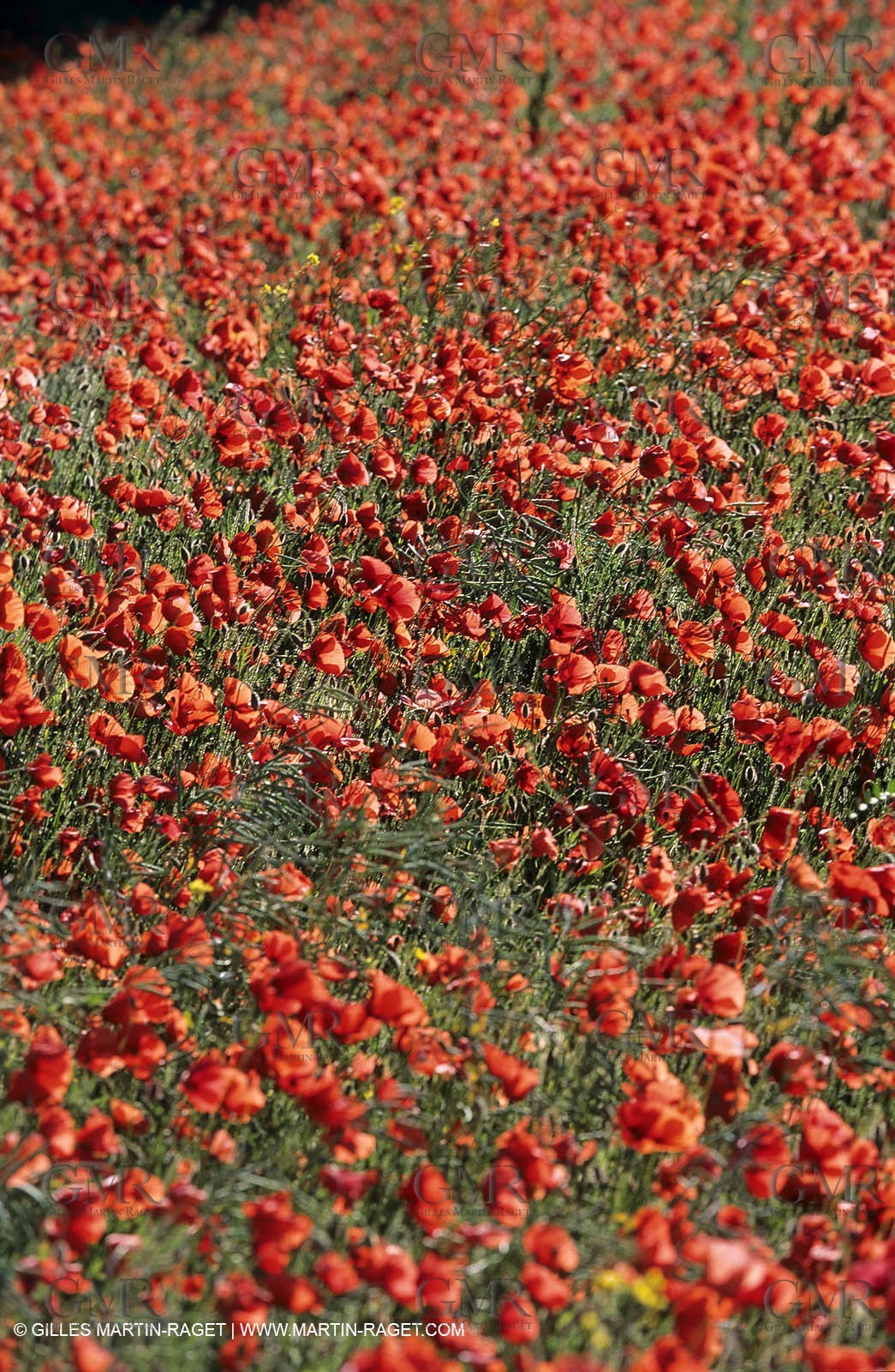 2000-2010- Les Alpilles (FRA,13) - Poppy fields