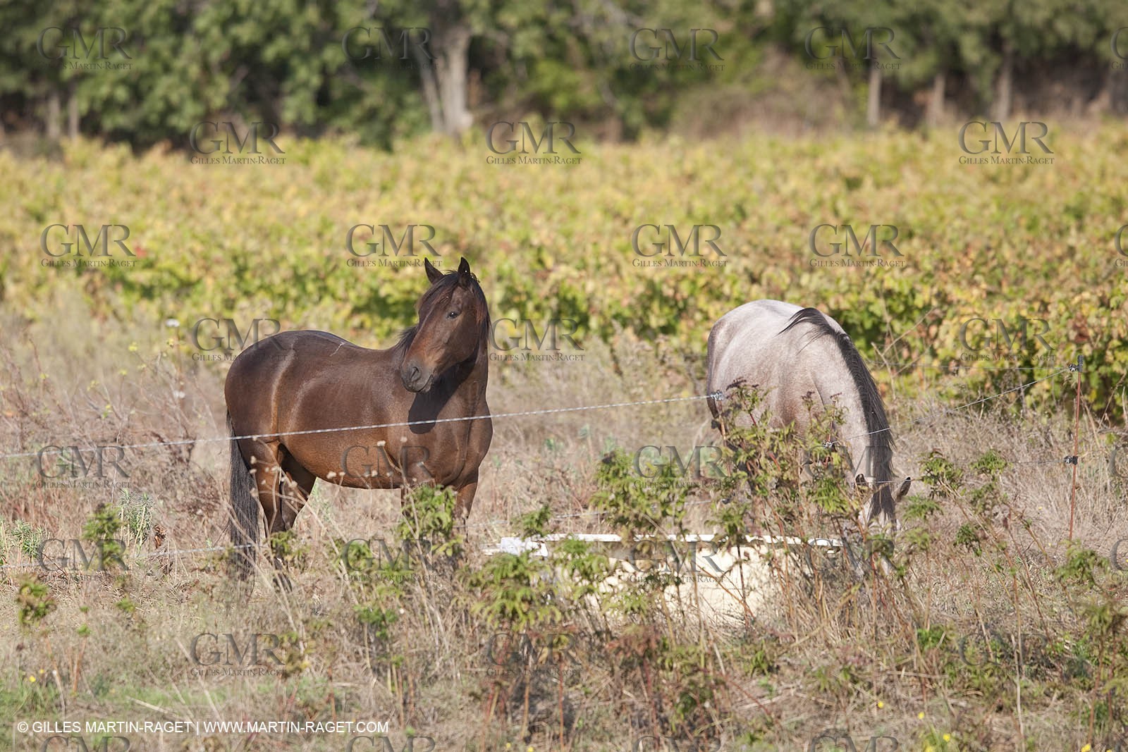 25 09 2009 - Sernhac (FRA,30)