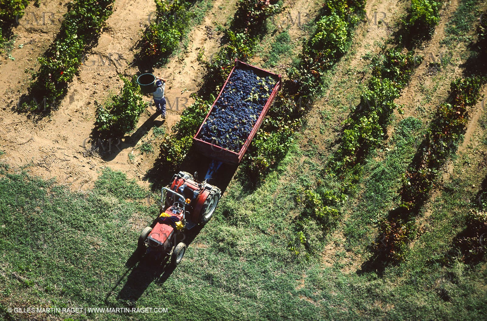 Provence, Harvest time