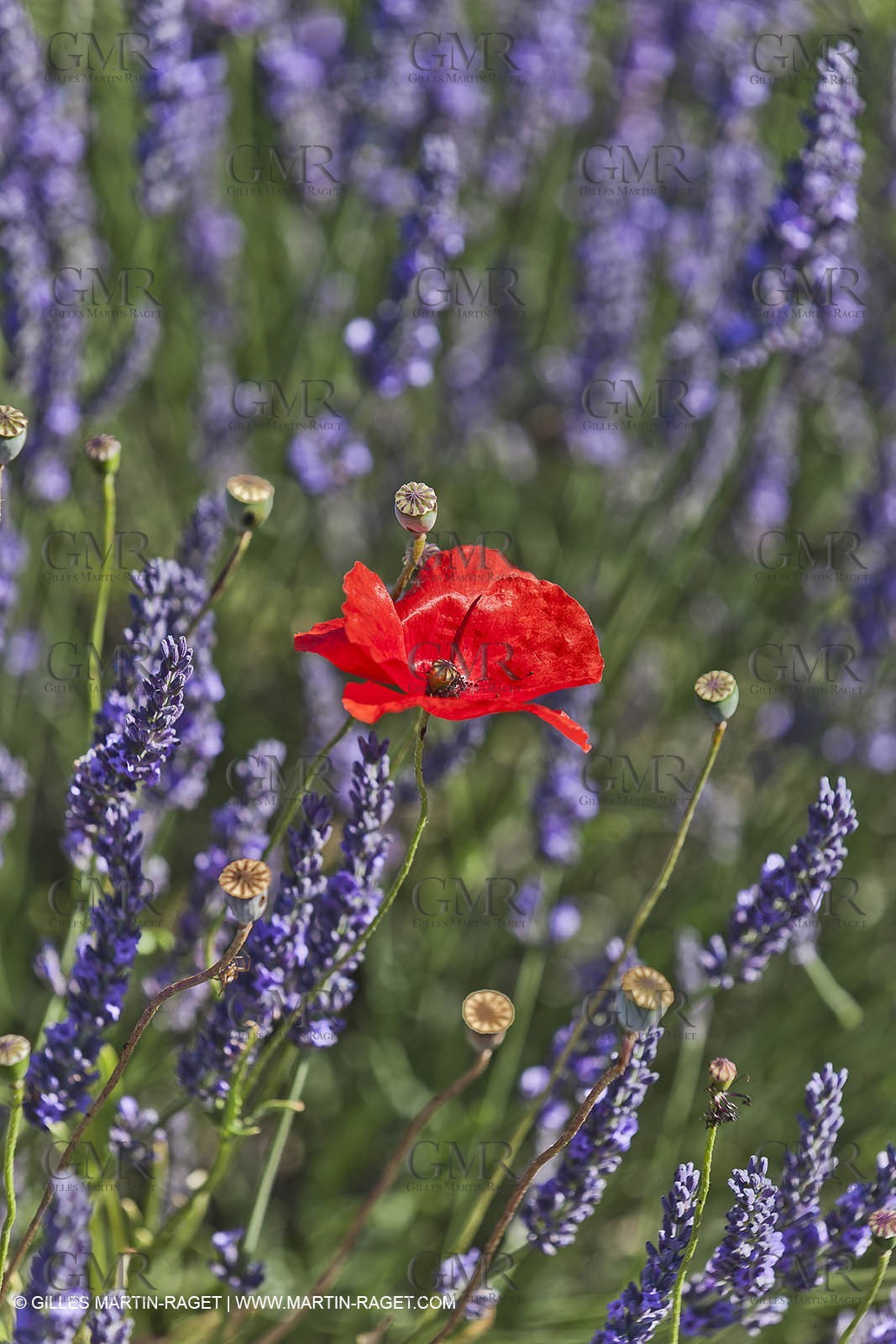 27 06 2011 - Valensole (FRA, 04) - Lavander fields