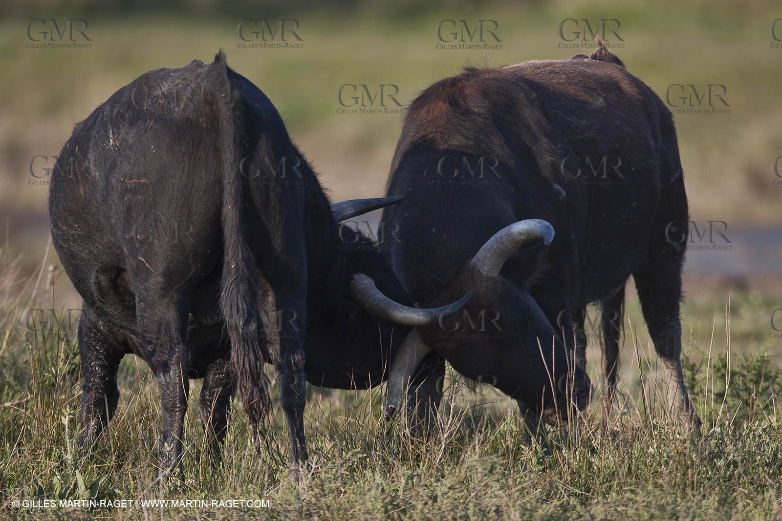 19 04 2011 - Arles (FRA,13) - Bullfight toros in Camargue