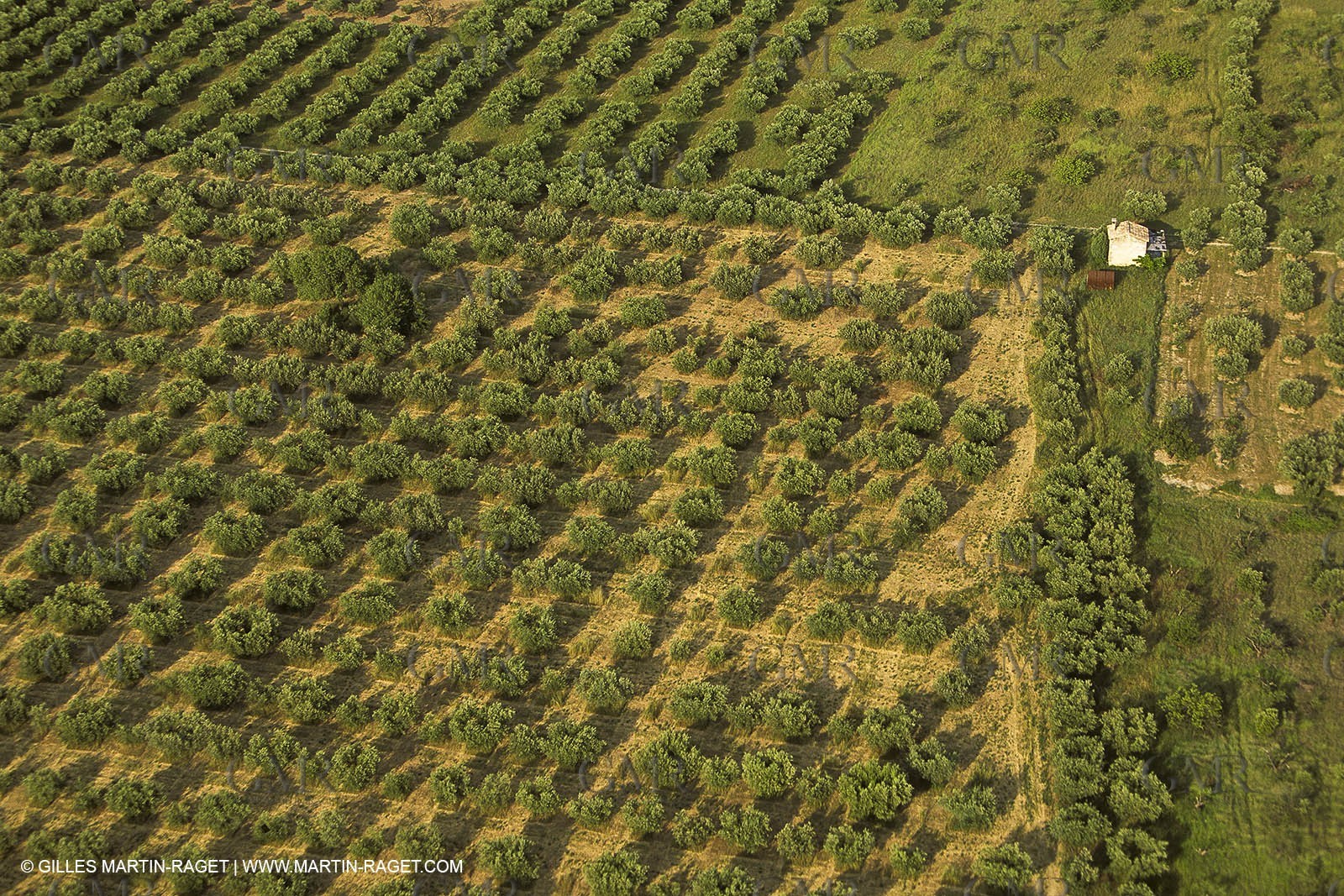 France, Provence, Oliviers, oliveraies, olive trees