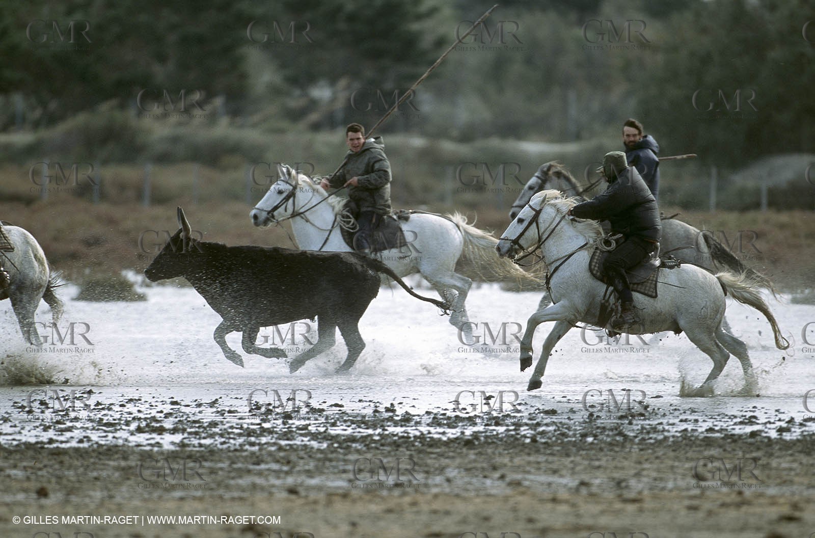Camargue horses and bulls breeding