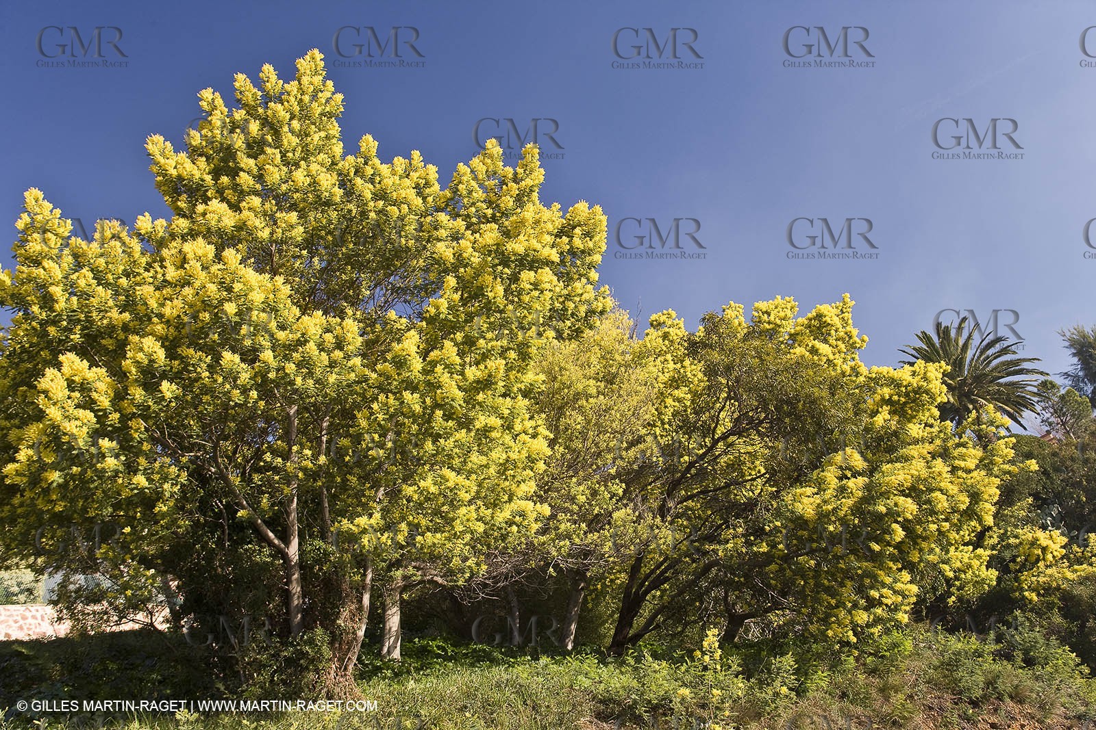 06 02 2008 - Théoule sur mer (FRA, 06) - Mimoses in full flower
