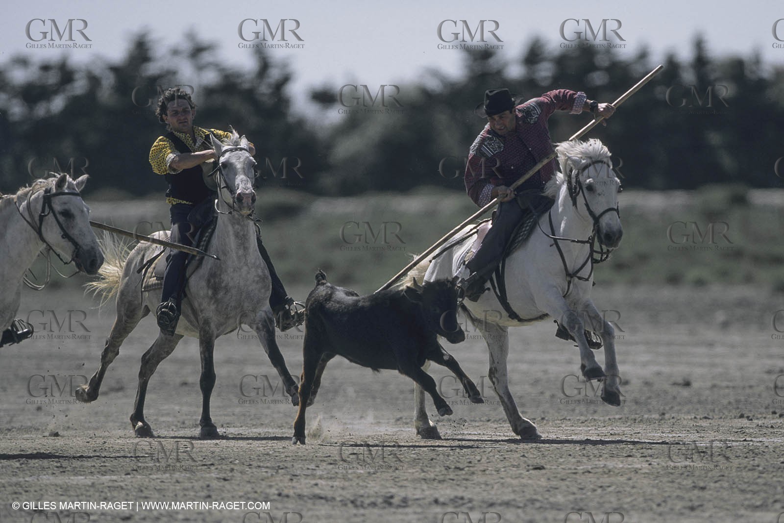 France, Provence, Camargue, Gardians de Camargue, métier, fêtes, élevage, tri