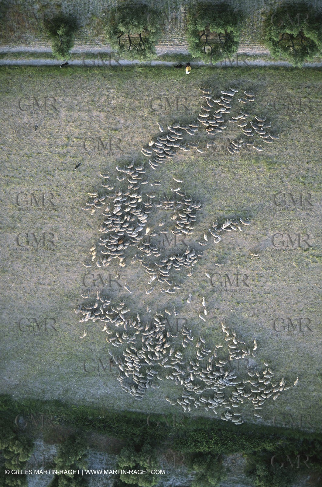 Saint Rémy de Provence (FRA,13) - Sheep stocks migration Fest