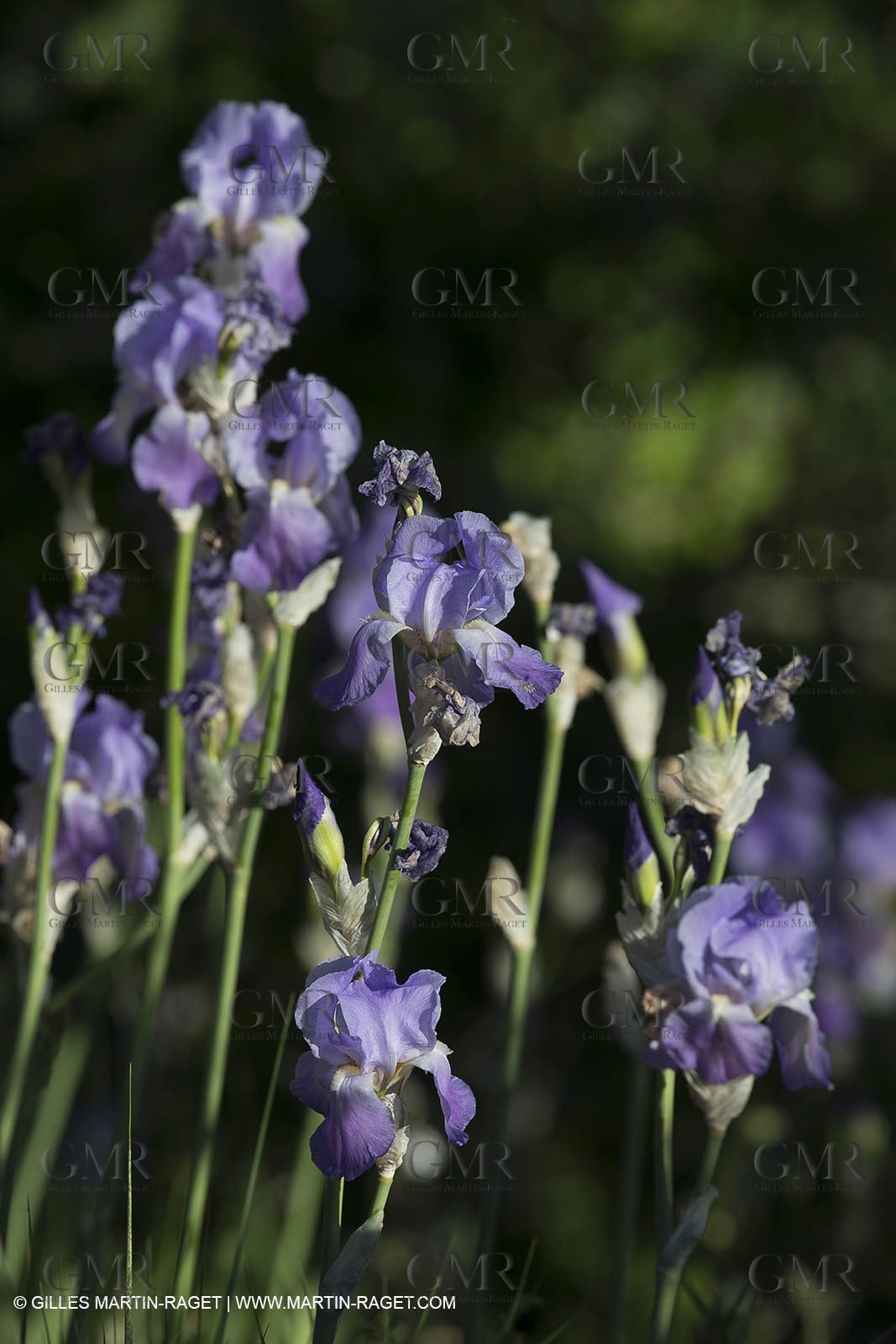 Domaine de la Baume - Tourtour (FRA,83) - 15 05 2014