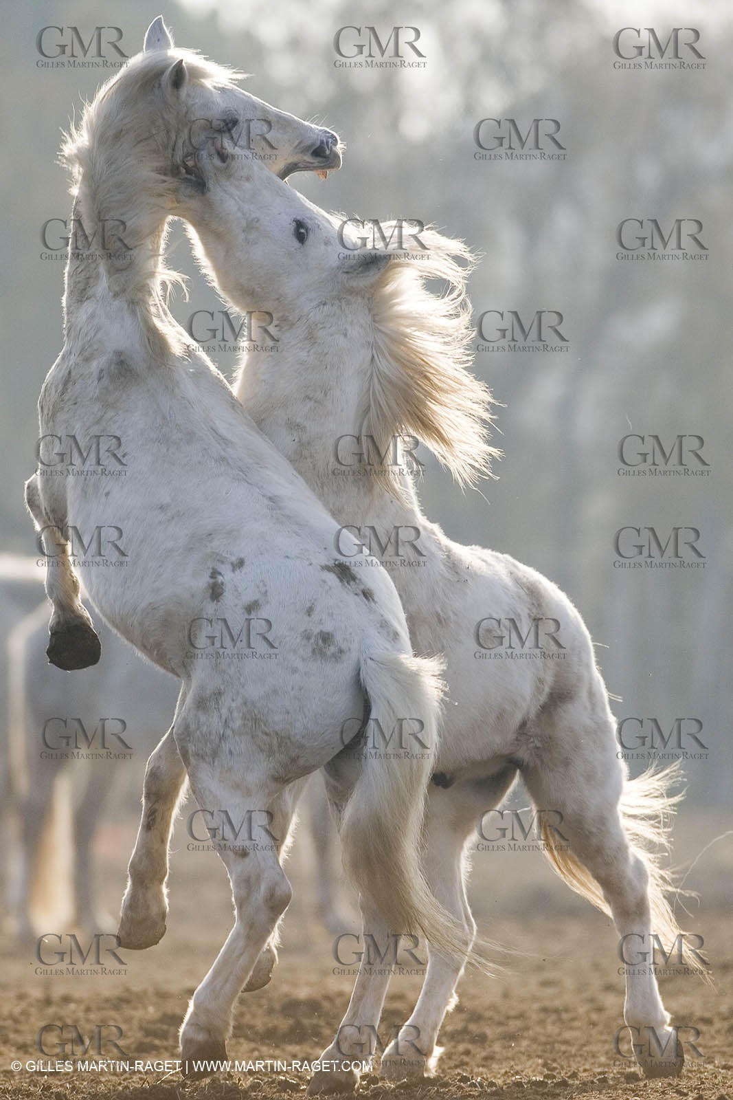 23 12 2006 - Saintes Maries de la Mer - Camargue horses
