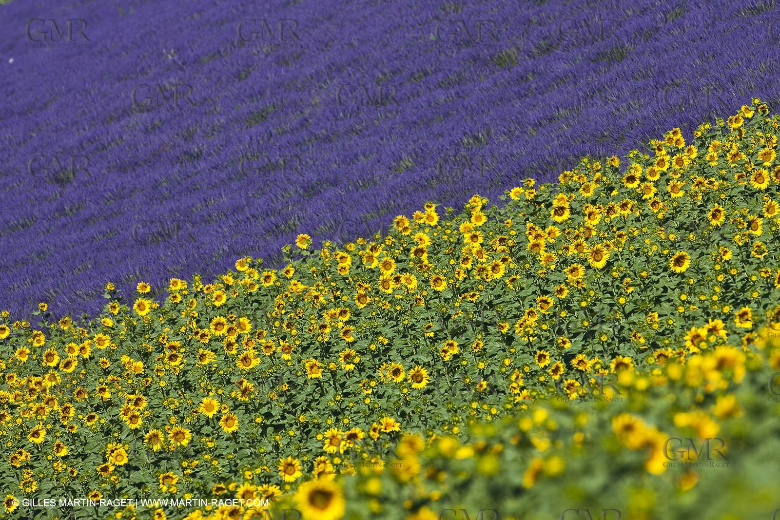 27 06 2011 - Valensole (FRA, 04) - Lavander fields