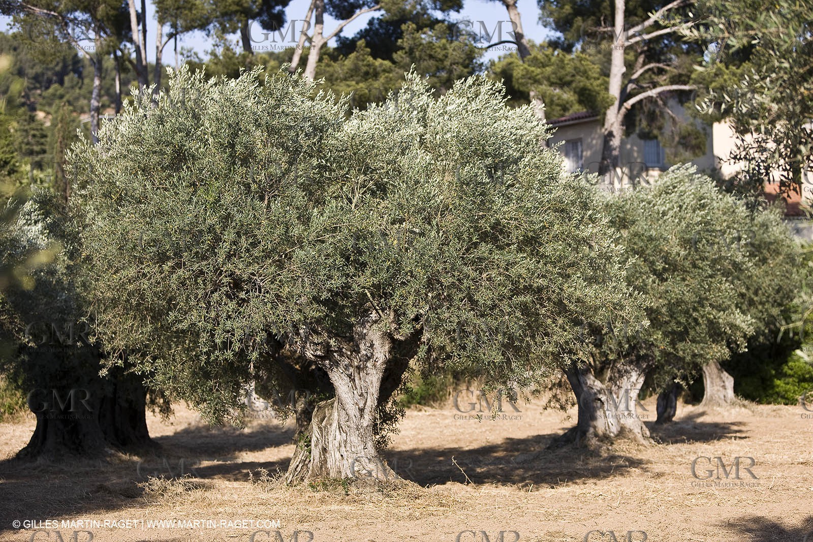 26 06 09 - Sanary sur mer (FRA,83)