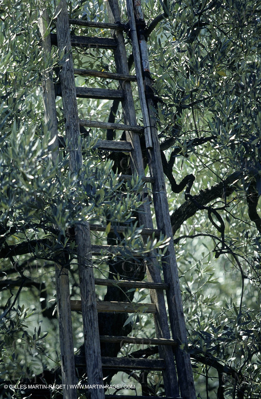France, Provence, Oliviers, oliveraies, olive trees