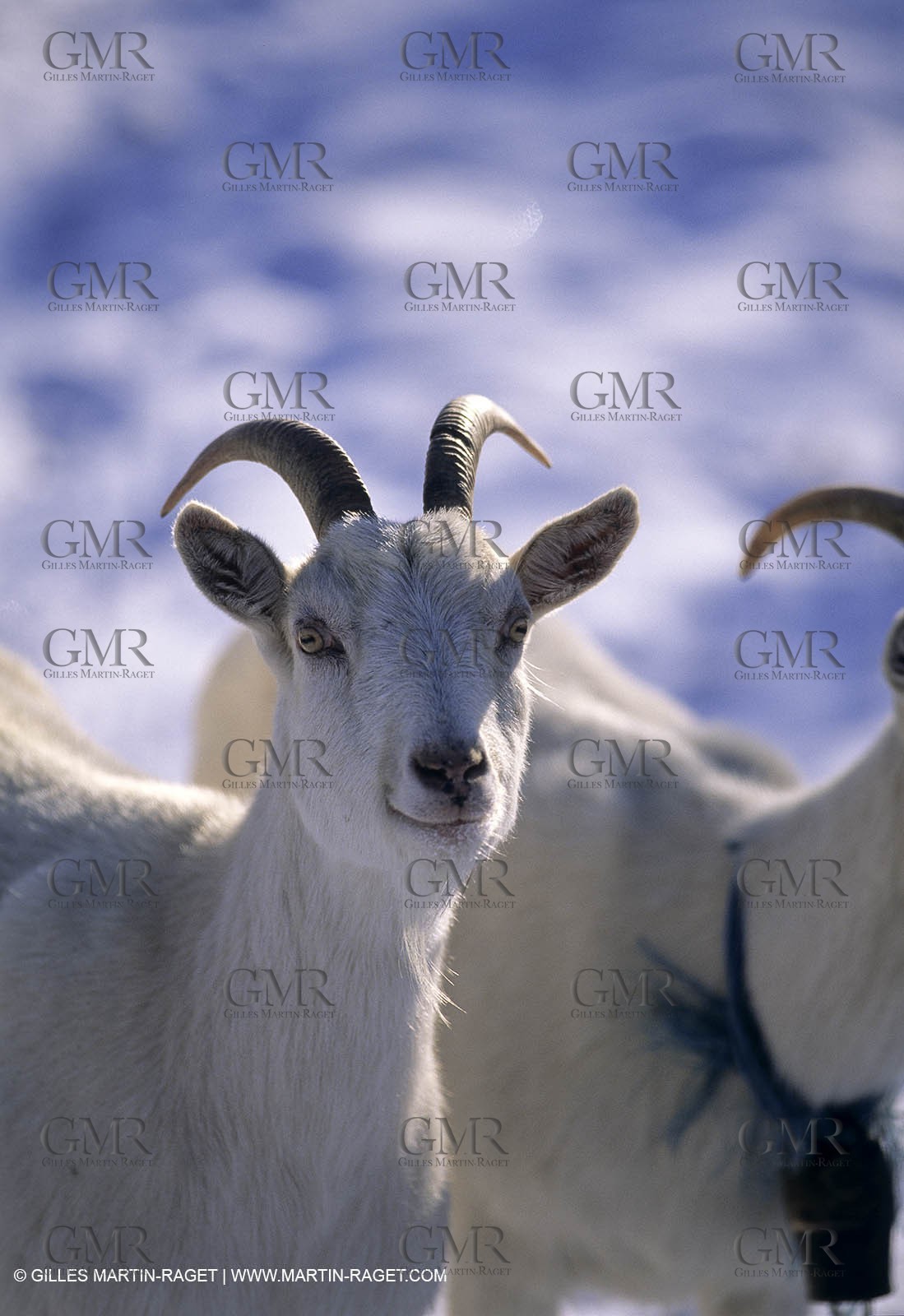 Provence sous la neige