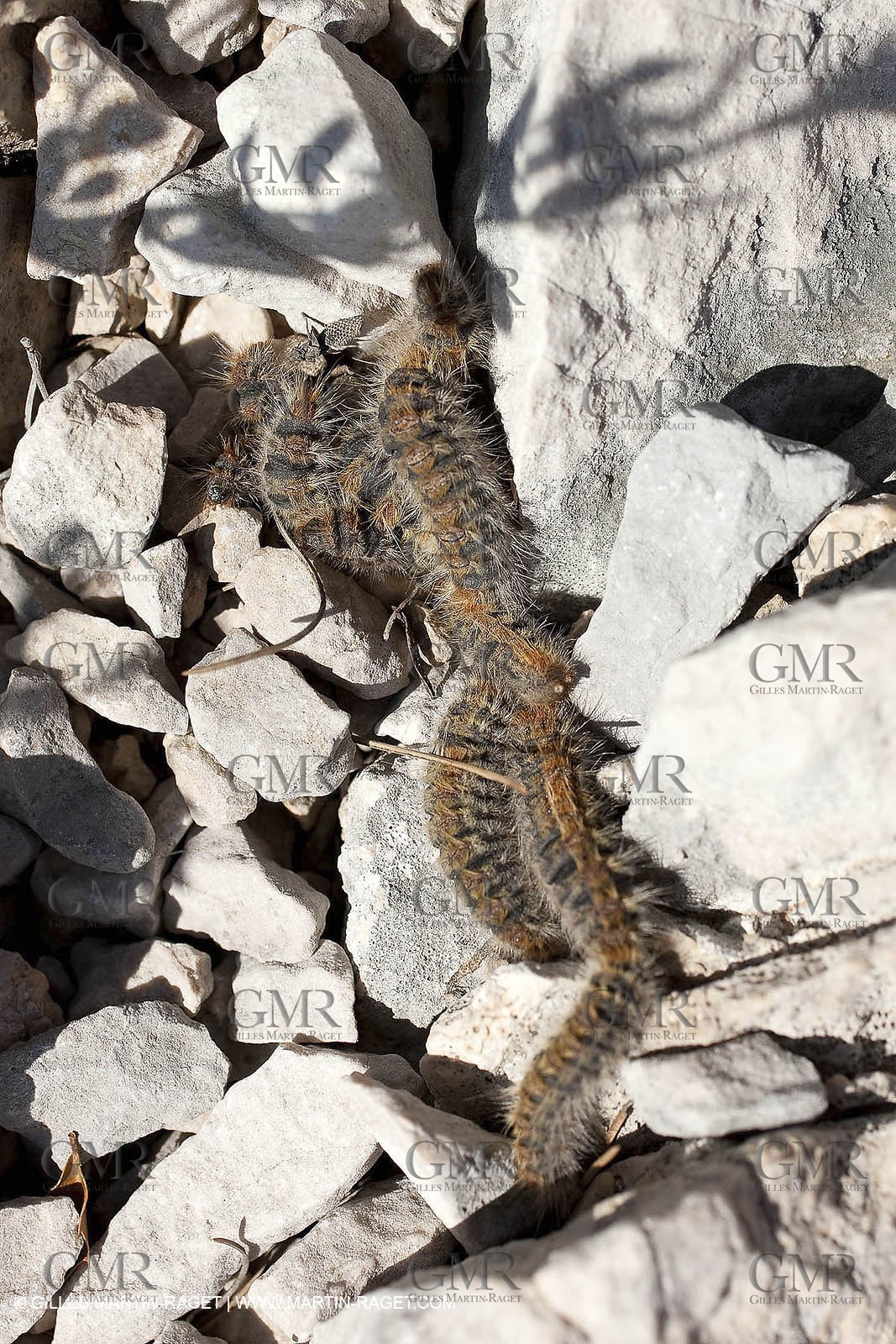 11 03 2009 - Marseille (FRA, 13) - Calanques