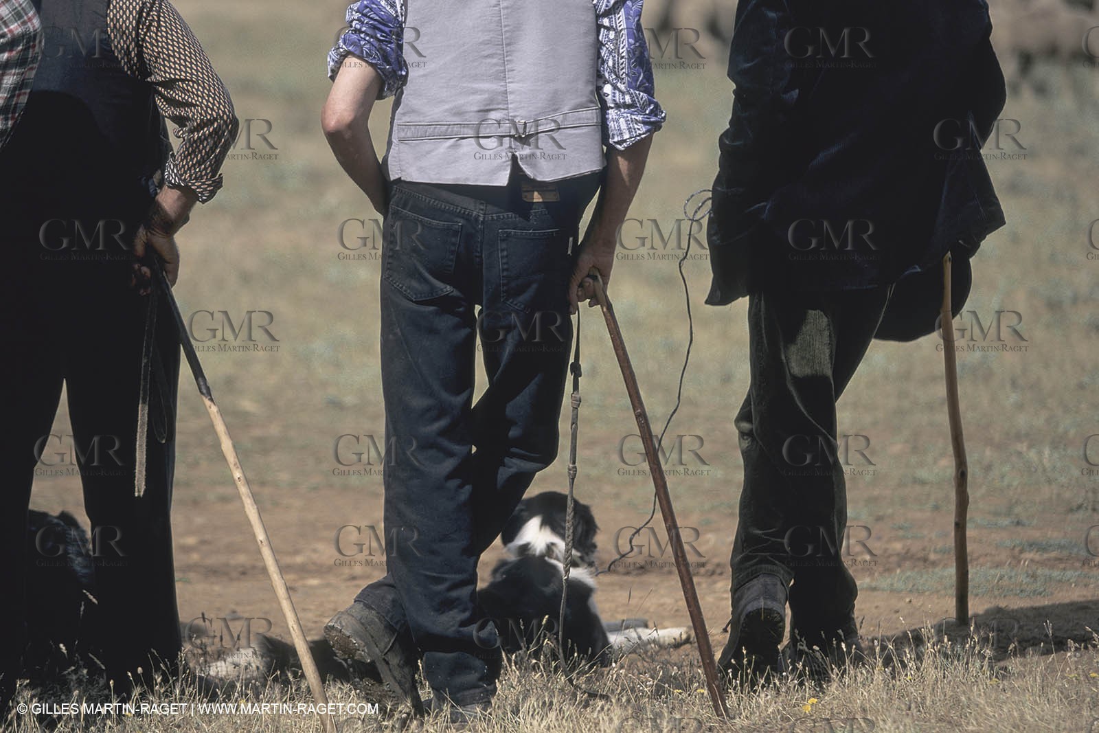 France, Provence, Moutons, bergers, élevage, transhumance