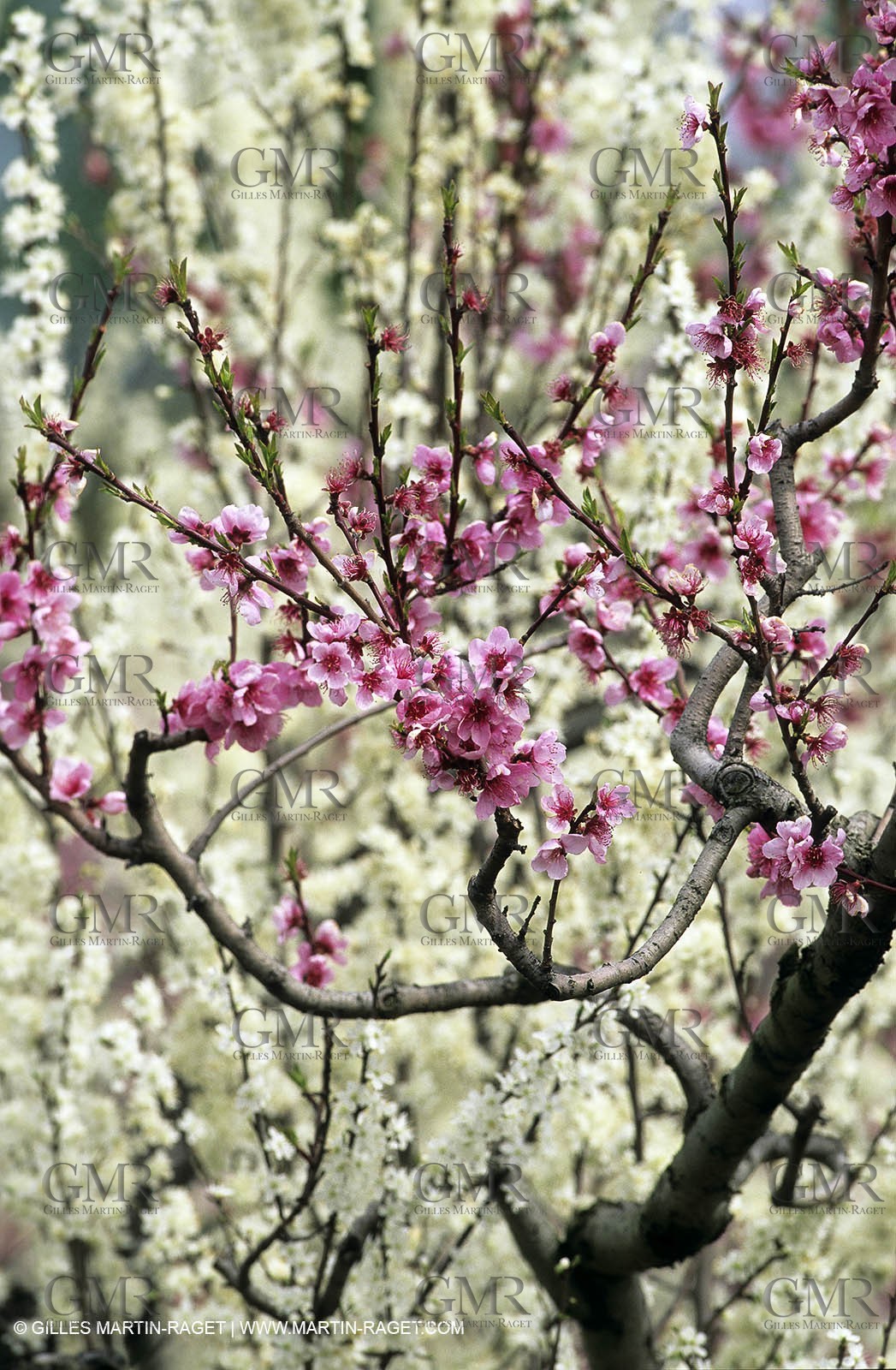Luberon, Vaucluse (FRA,84) - Fruit trees blooming
