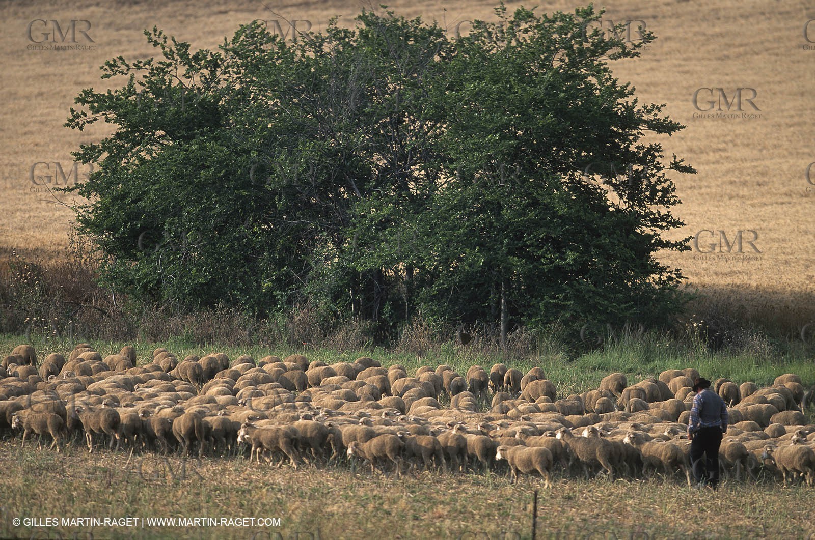 Saint Rémy de Provence (FRA,13) - Sheep stocks migration Fest