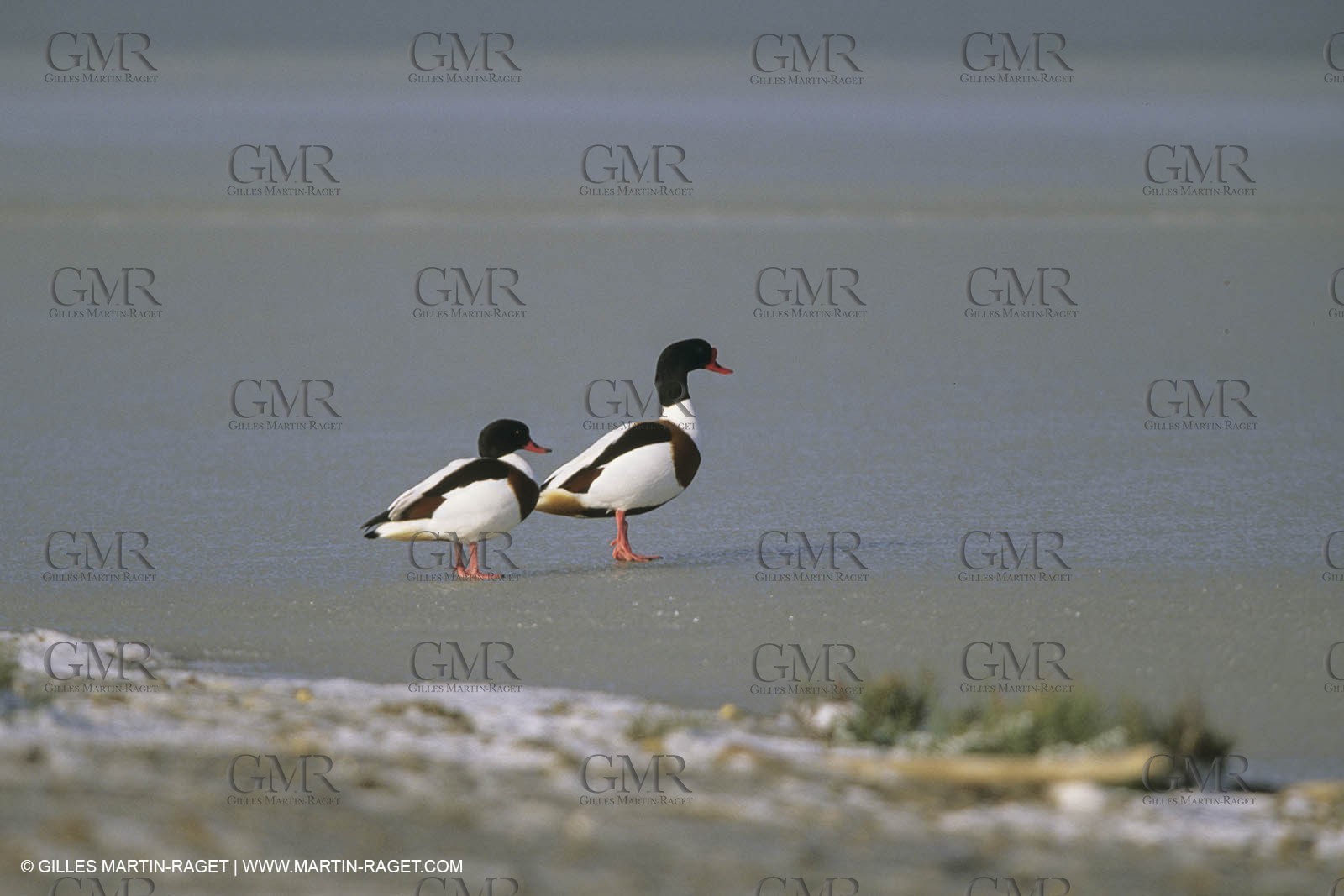 France, Provence, Neige en hiver   Snow in Provence