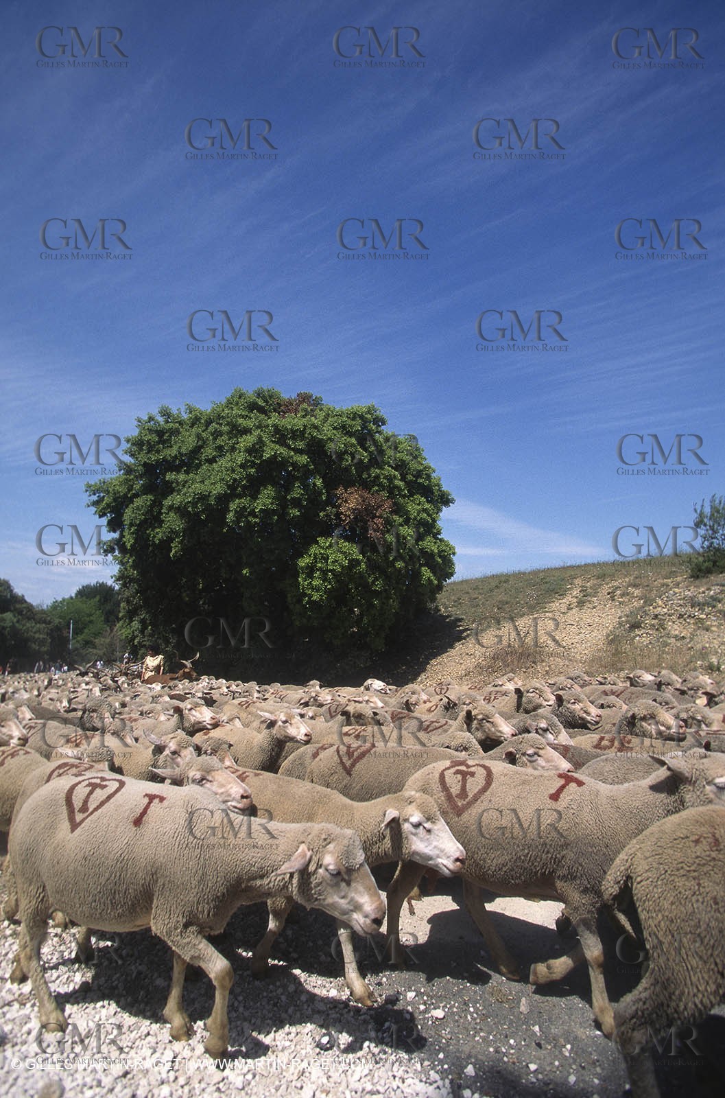Saint Rémy de Provence (FRA,13) - Sheep stocks migration Fest