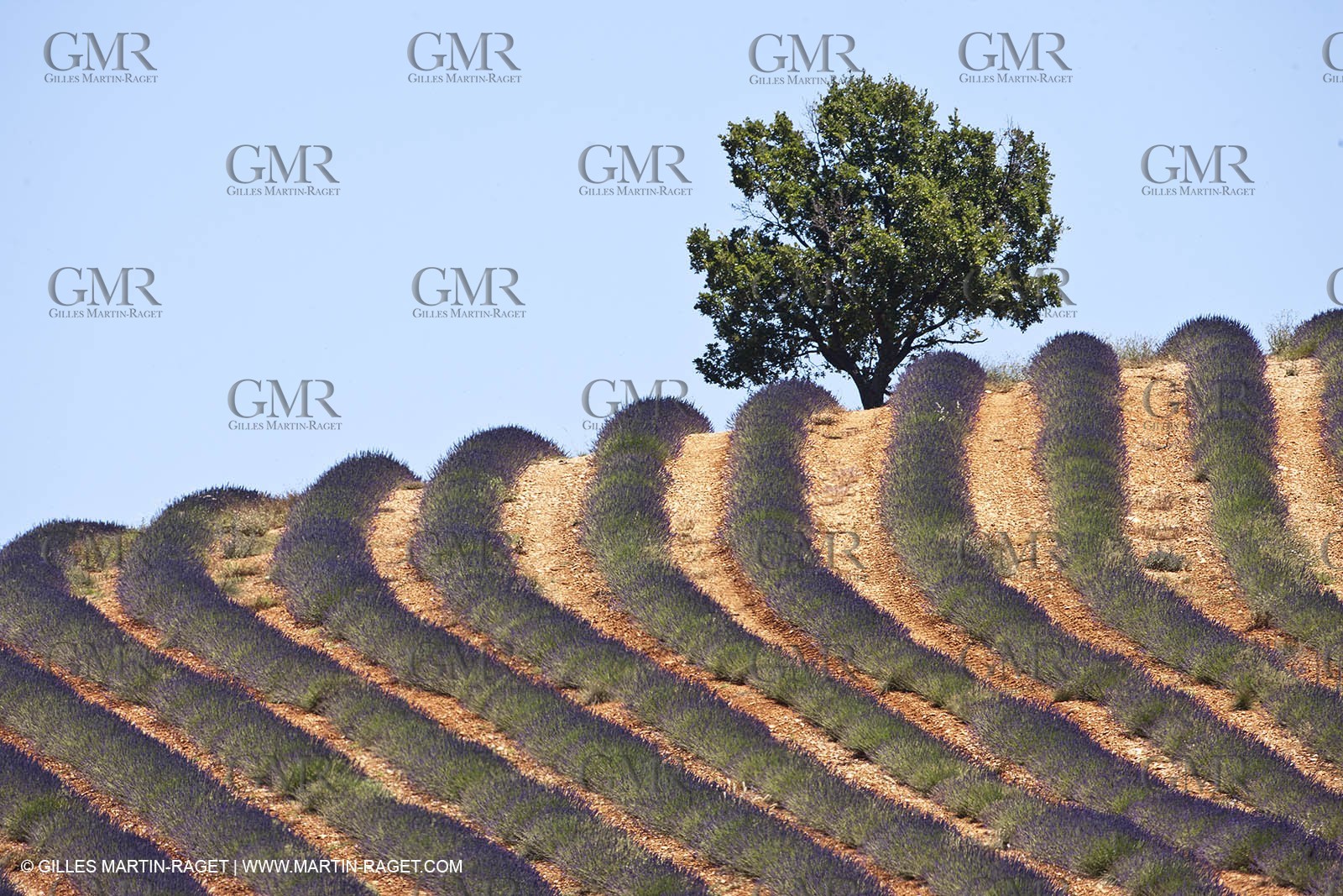 27 06 2011 - Puimichel (FRA, 04) - Lavander fields