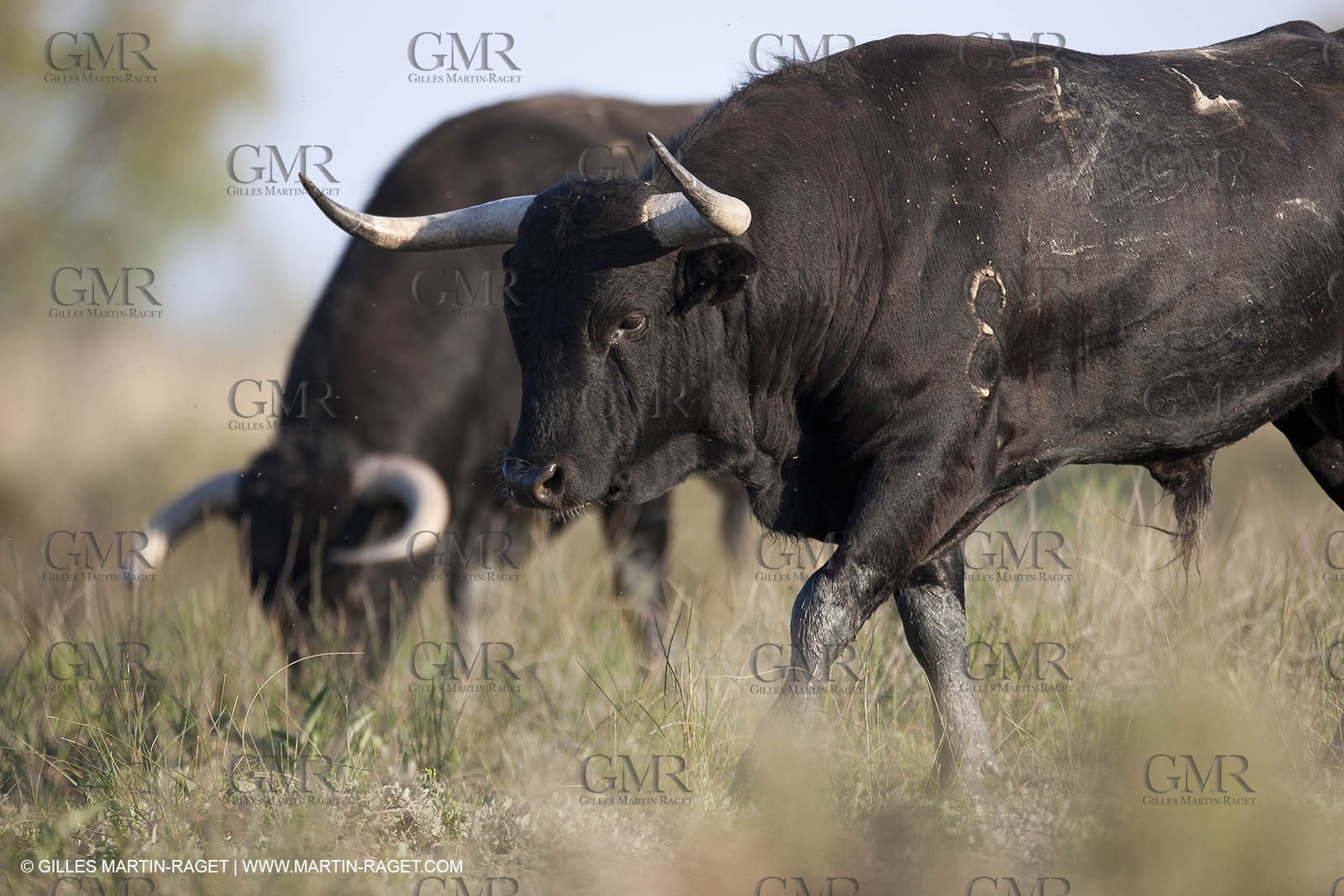 19 04 2011 - Arles (FRA,13) - Bullfight toros in Camargue