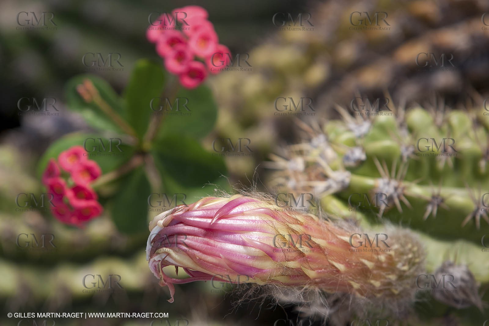28 07 2009 - Sanary sur mer (FRA,83) - Zoo - Exotic garden