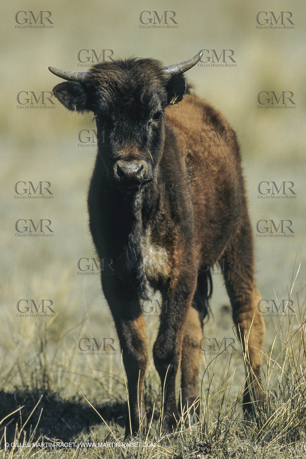 France, Provence, Camargue, Taureaux, Bulls