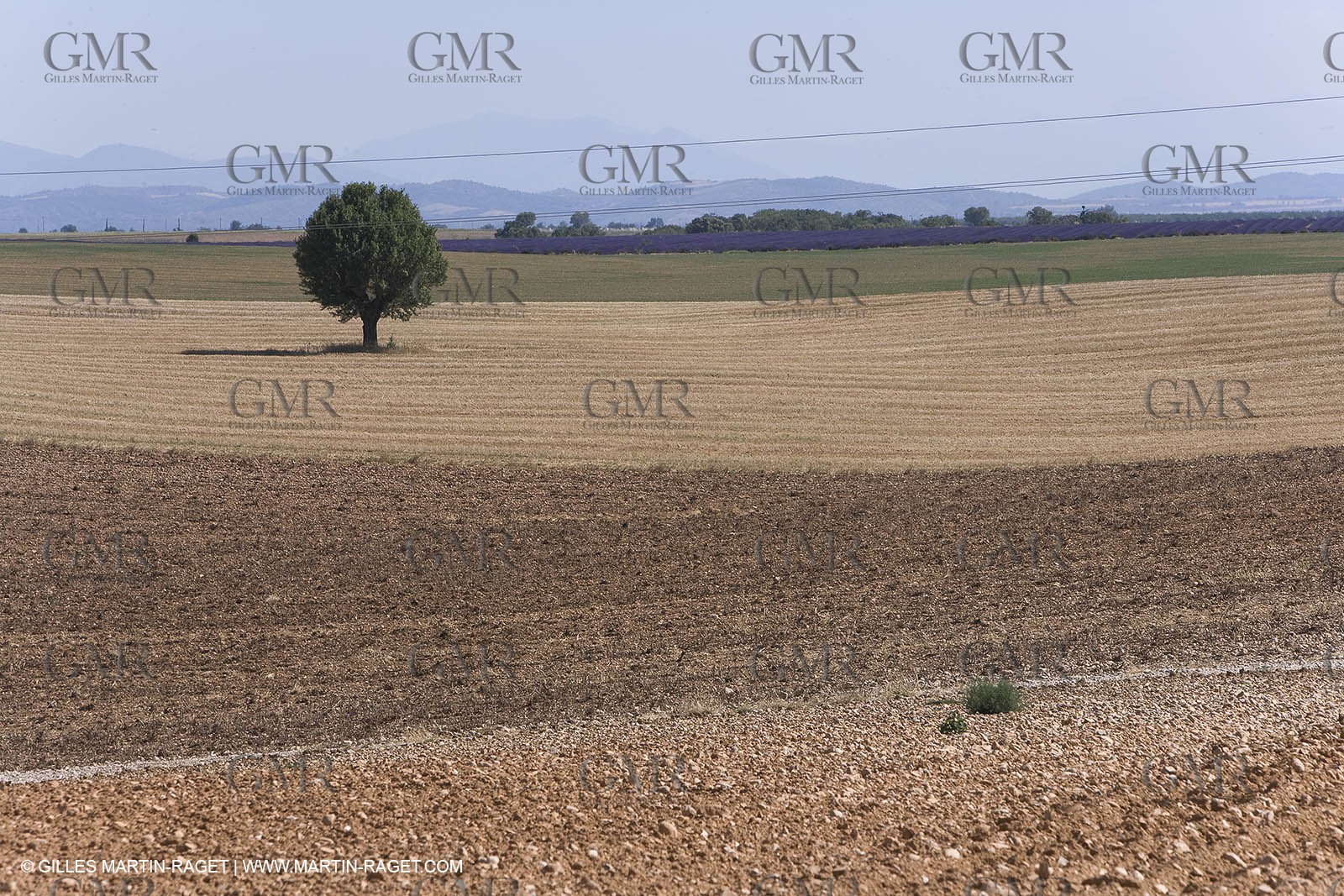 13 08 2007 - Valensole (04) - lavender fields on Valensole plateau
