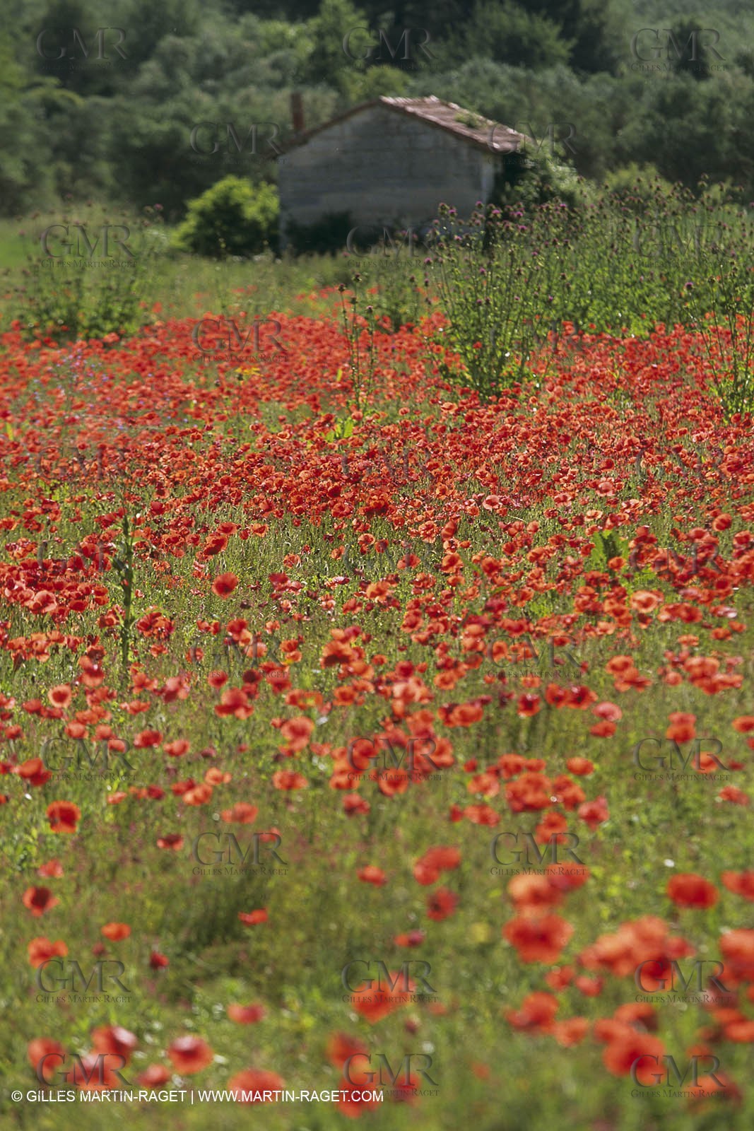 France, Provence, Champs de Coquelicots   Poppies fields