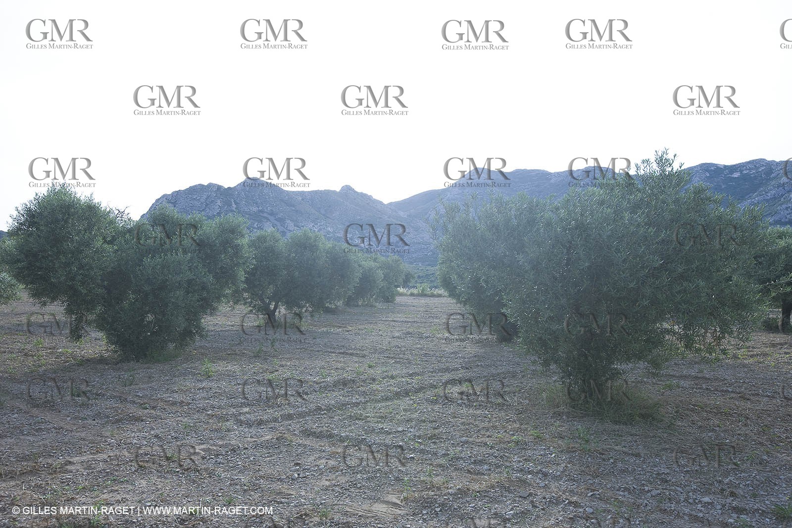 24 06 2008 - Saint Rémy de Provence (FRA-13) - Alpilles hills landscapes - Olive trees