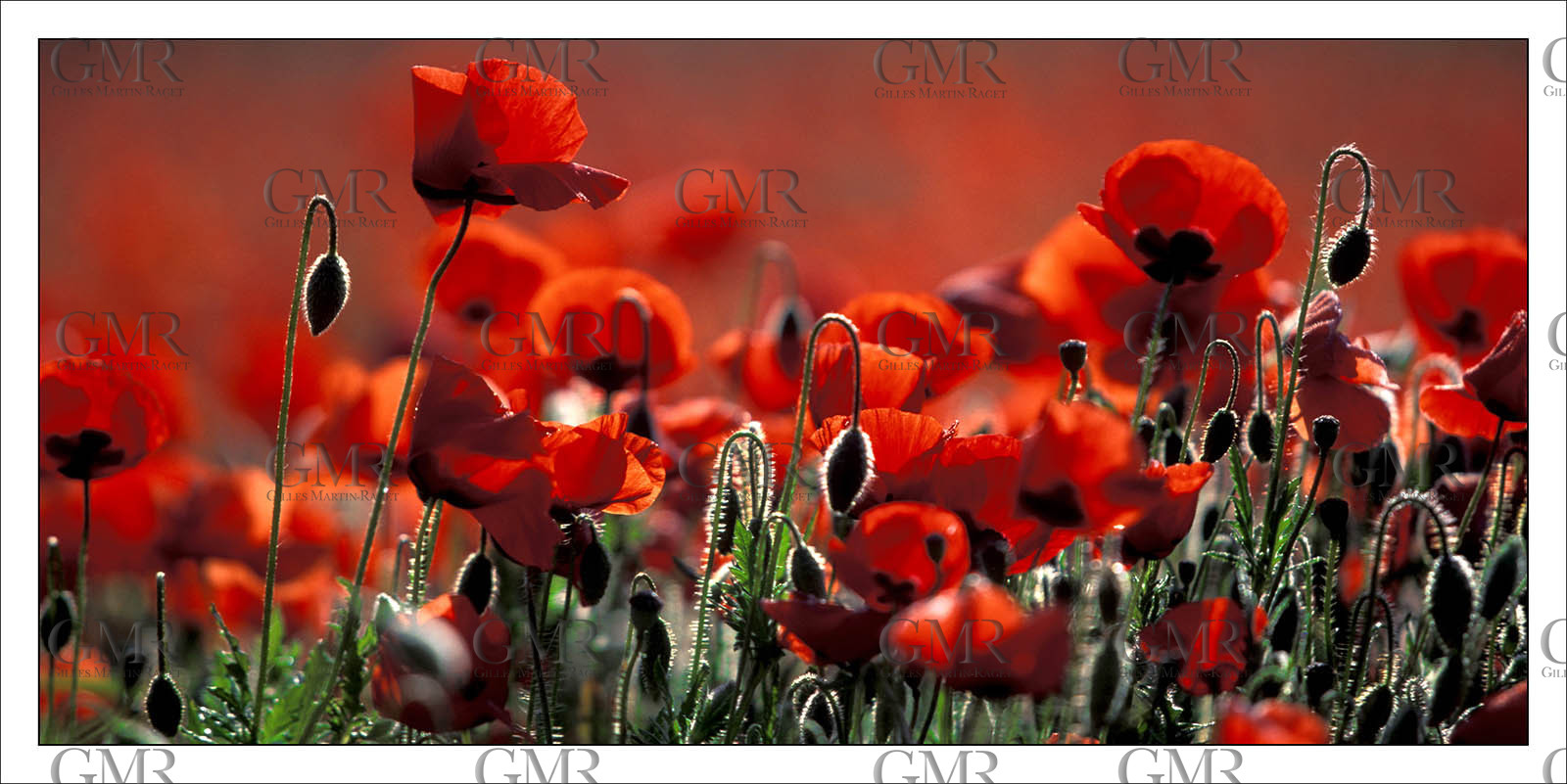 Product: in house made quality print on 8 ultrachome colors Epson ink Jet printer.Available sizes: . 50 x 100 cm. 100 x 200 cmAvailable papers: . Standard 250 gr glossy paper print, black streak, white margin, no signature. Top quality glossy 290 gr. paper, black streak, white margin, checked and signed by the author. Fine Art print (signed, numbered, stamped, registered) on demand. Other supports (Canvas, Acrylic, Metal) on demandPackaging: cylindric reinforced tubeShipping options: regular mail or Shipping companyClick on the basket icon to select your options and start the online ordering process