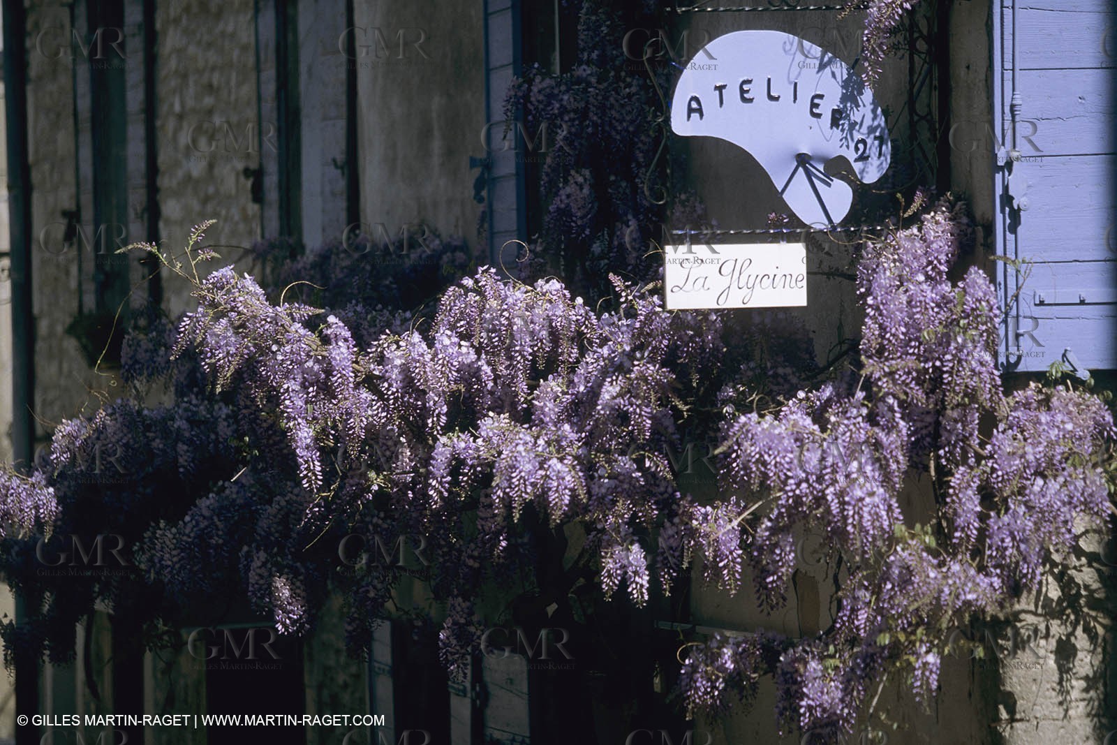 France, Provence, Glyines en fleur