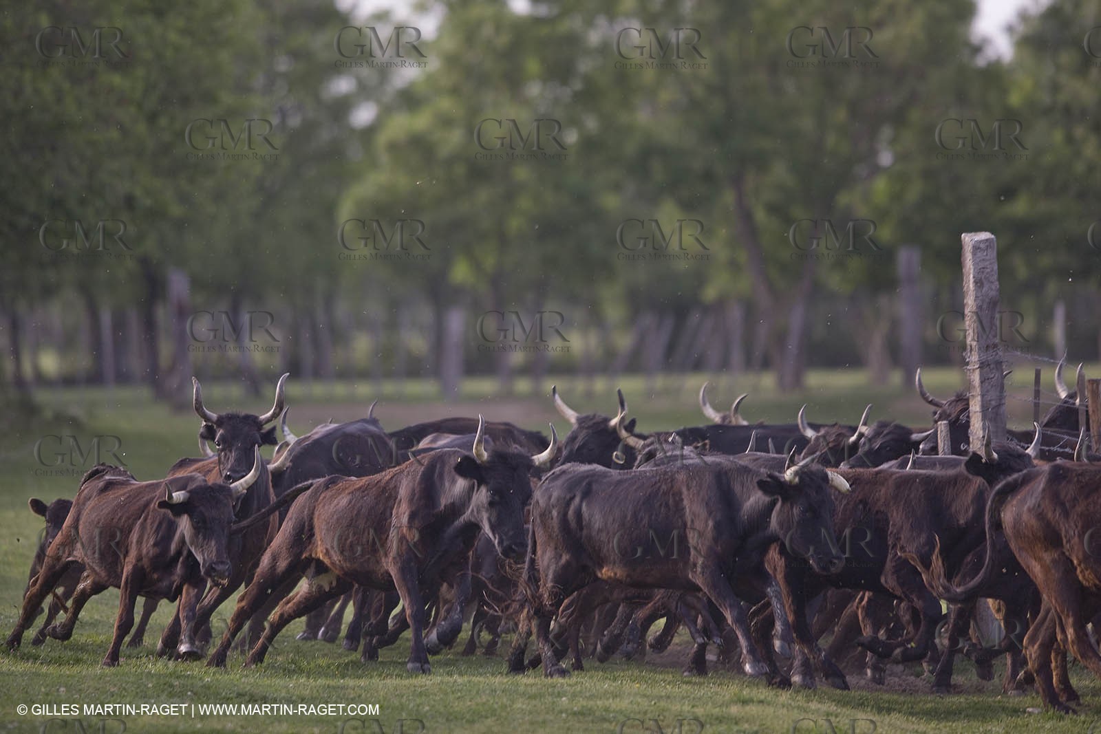 07 05 2008 - Le Cailar (FRA,30) - Stock work at Mas du Pont de Laute domain