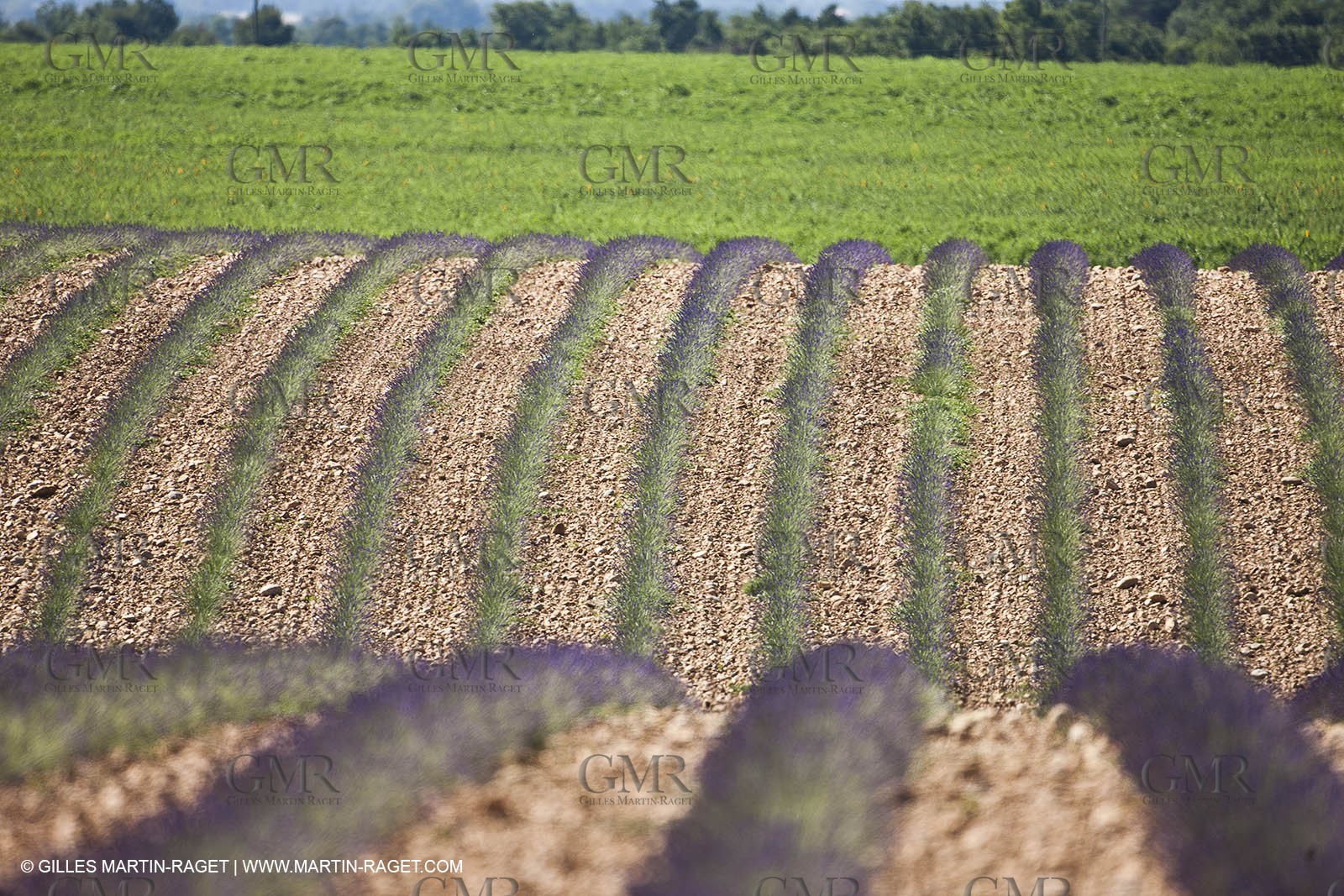 27 06 2011 - Valensole (FRA, 04) - Lavander fields