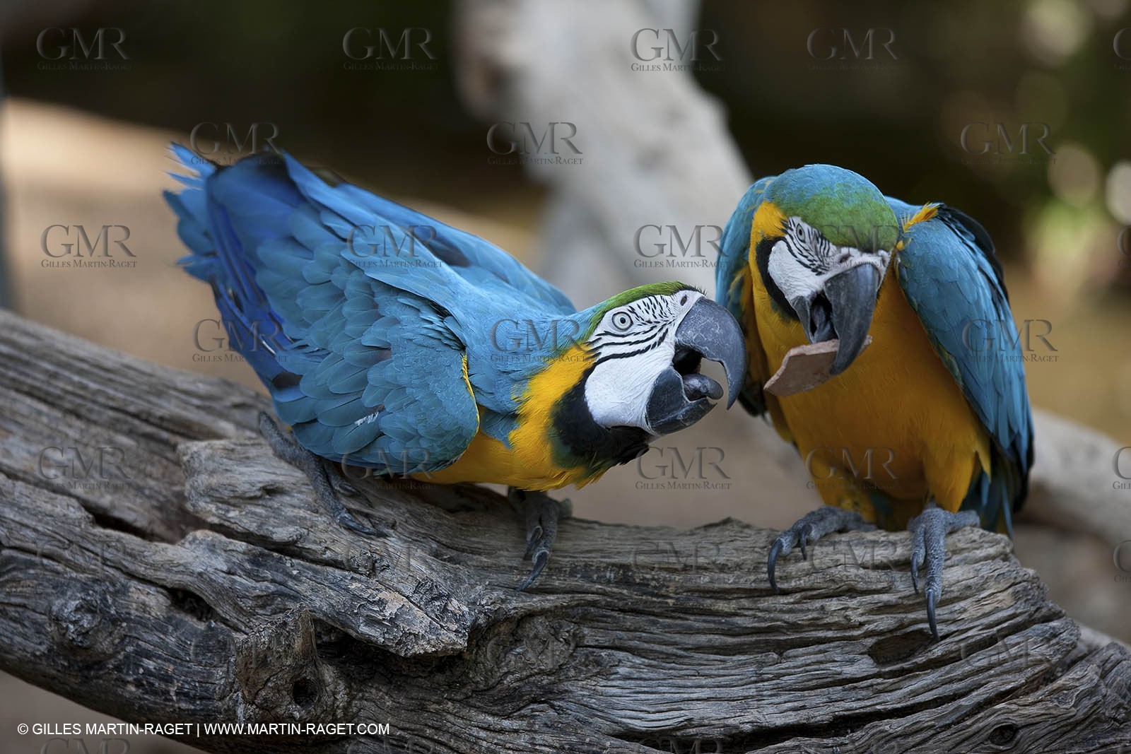 28 07 2009 - Sanary sur mer (FRA,83) - Zoo - Exotic garden