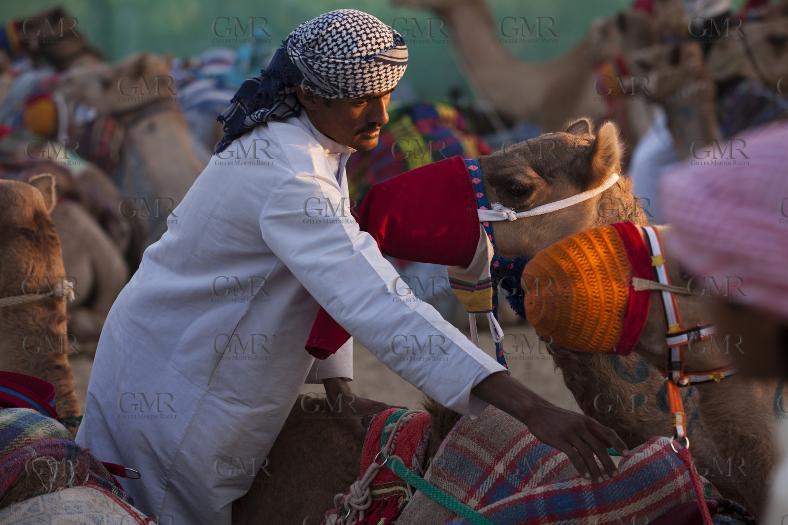 20 11 2010 - Dubai (UAE) - Camel races