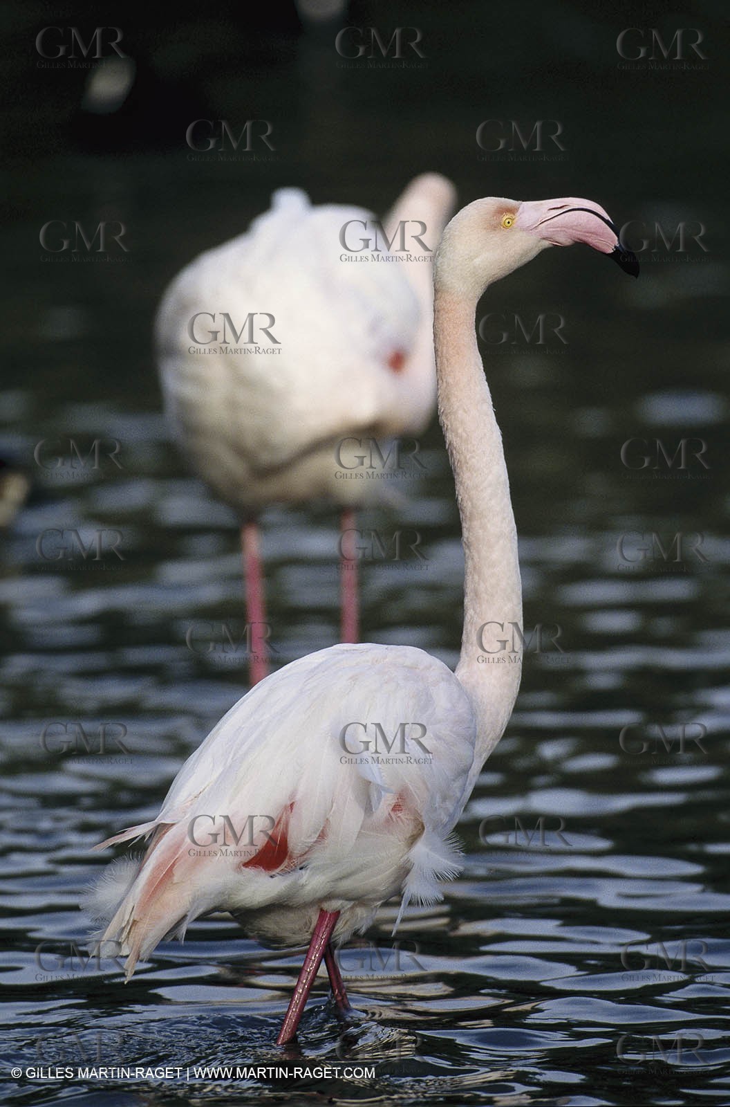 Camargue (FRA,13) - Flamingos in the Camargue