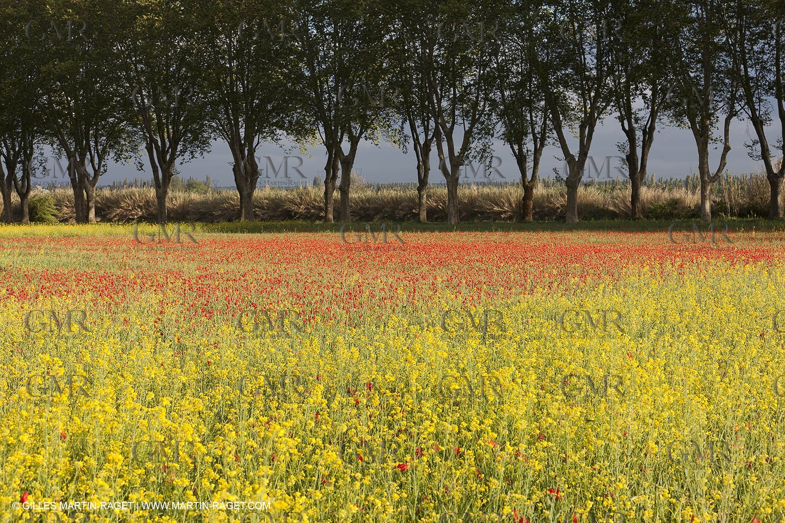 29 04 2012 ( Saint Rémy de Provence (FRA, 13) - Chaîne des Alpilles vers Romanin