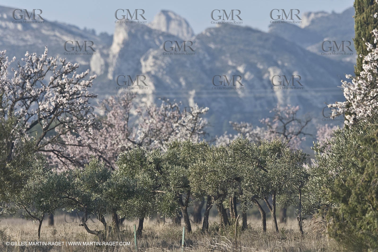 16 02 2008 - Saint Rémy de Provence (FRA, 13) - Alpilles hills landscapes