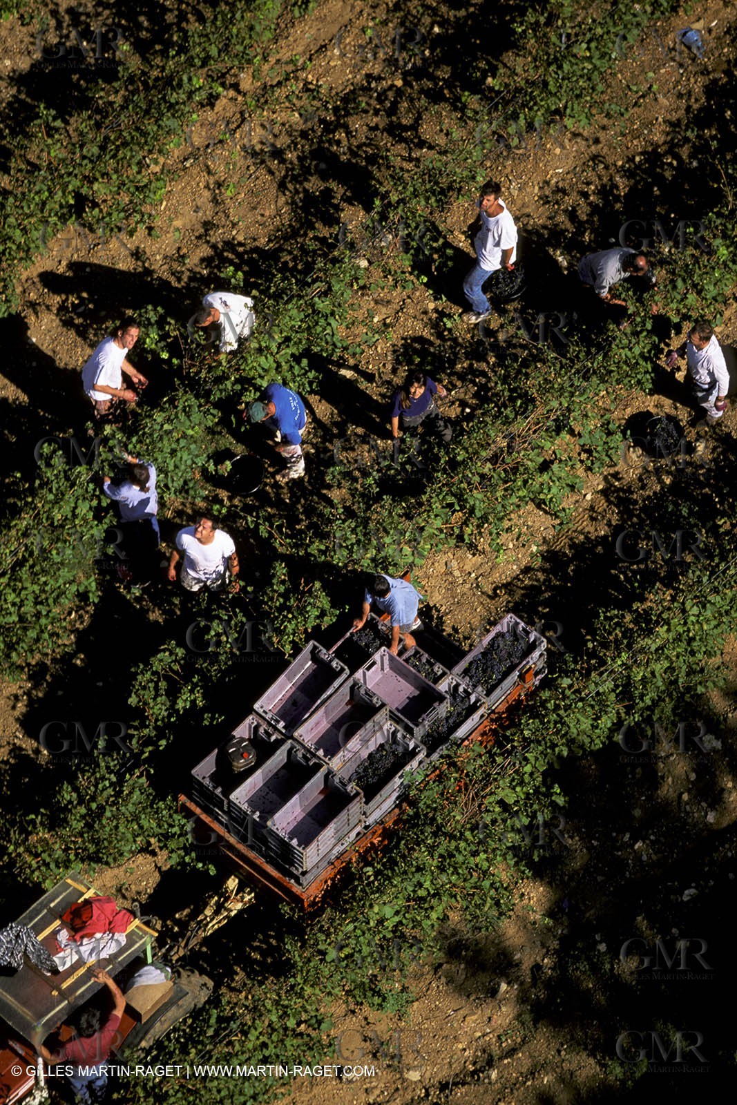 Wine - vineyards - Harvest