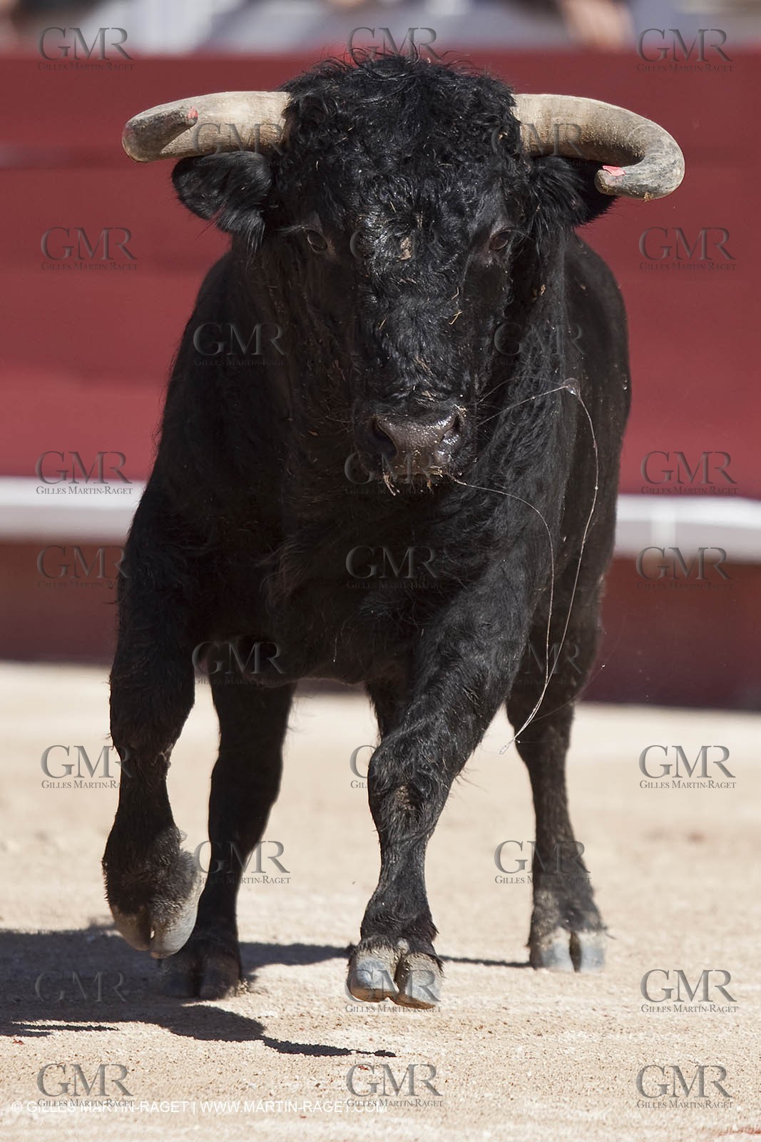 Monday 05 04 2010 - Arles (FRA,13) - Feria 2010 - -Corrida de rejon - Fermin Bohorquez - Pabloe Hemoso de Mendoza - Andy Cartagena - Toros Bohorquez