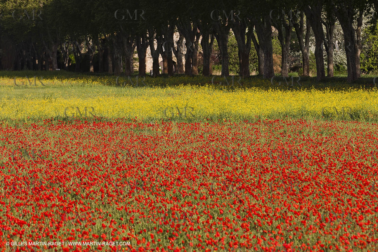 29 04 2012 ( Saint Rémy de Provence (FRA, 13) - Chaîne des Alpilles vers Romanin