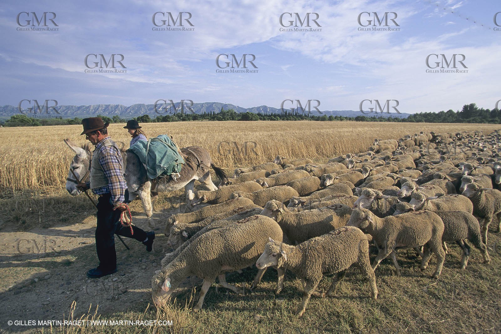 France, Provence, Moutons, bergers, élevage, transhumance