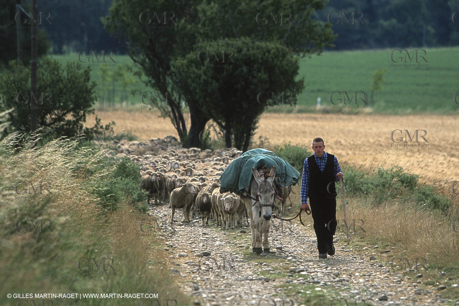 Saint Rémy de Provence (FRA,13) - Sheep stocks migration Fest